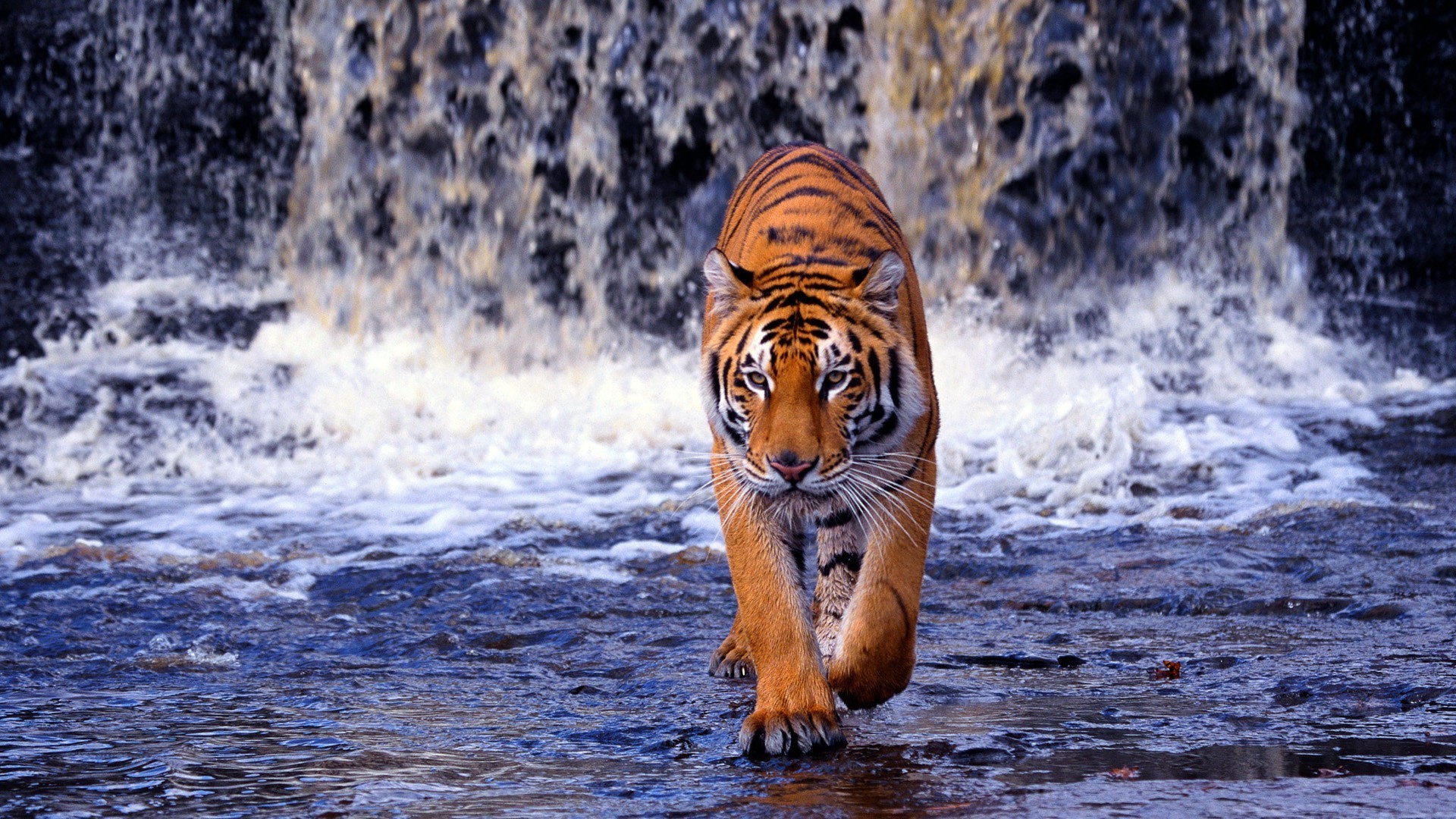 Tiger walking on water in a waterfall wallpaper