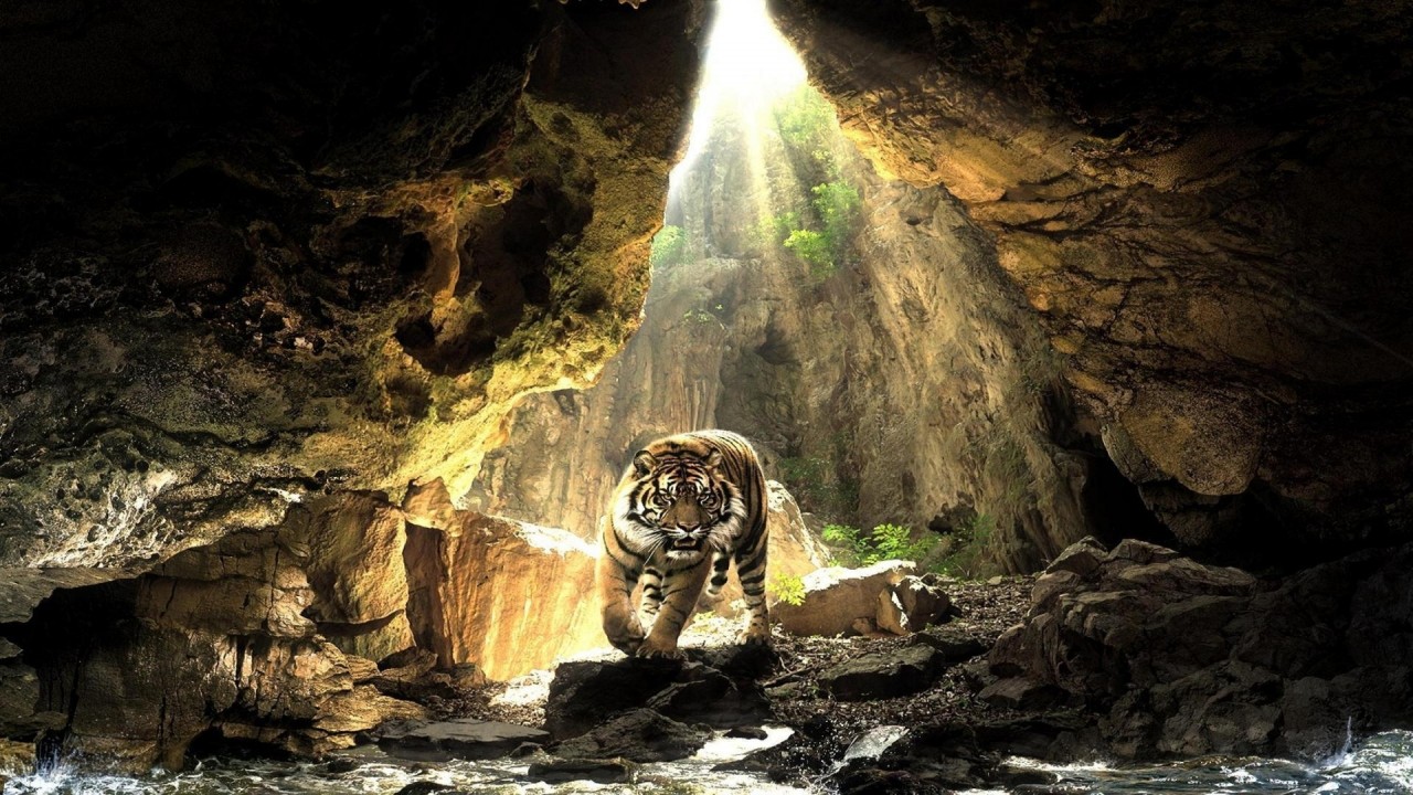 Cave Wild Tiger Water Light wallpaper. Cave Wild Tiger Water Light