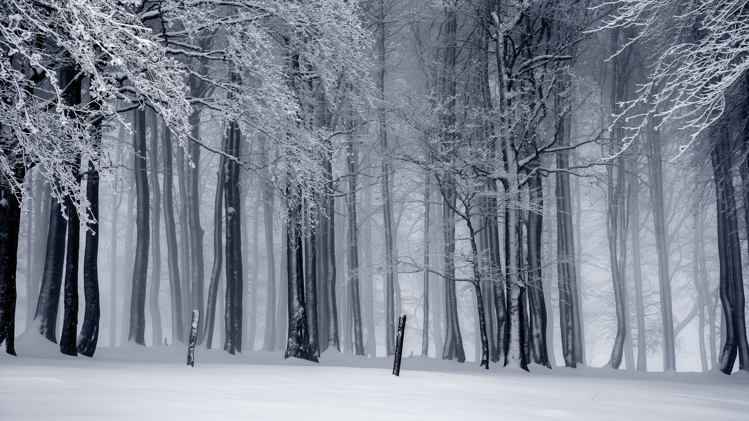 Frozen Forest [2560x1440]