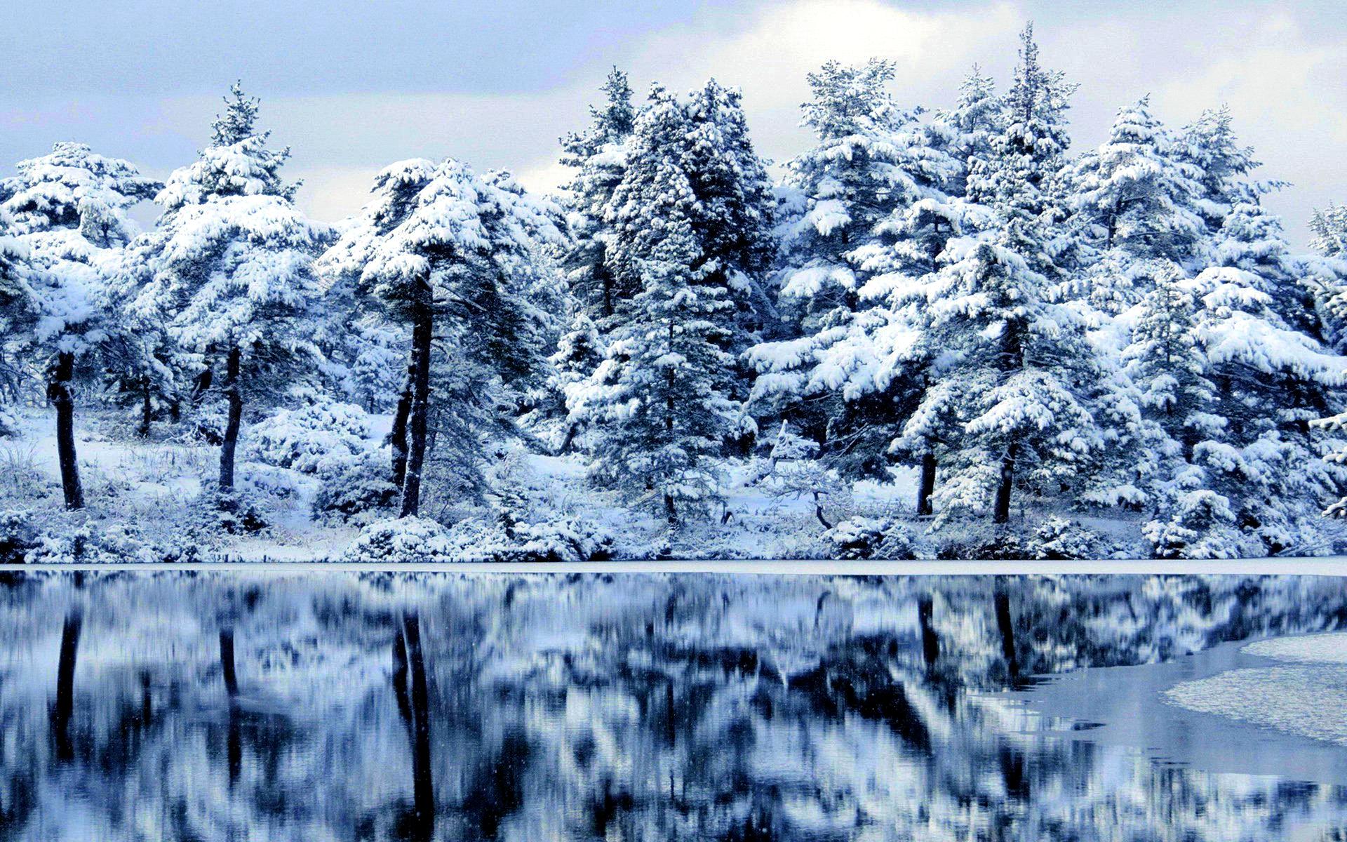 Beautiful Frozen Forest