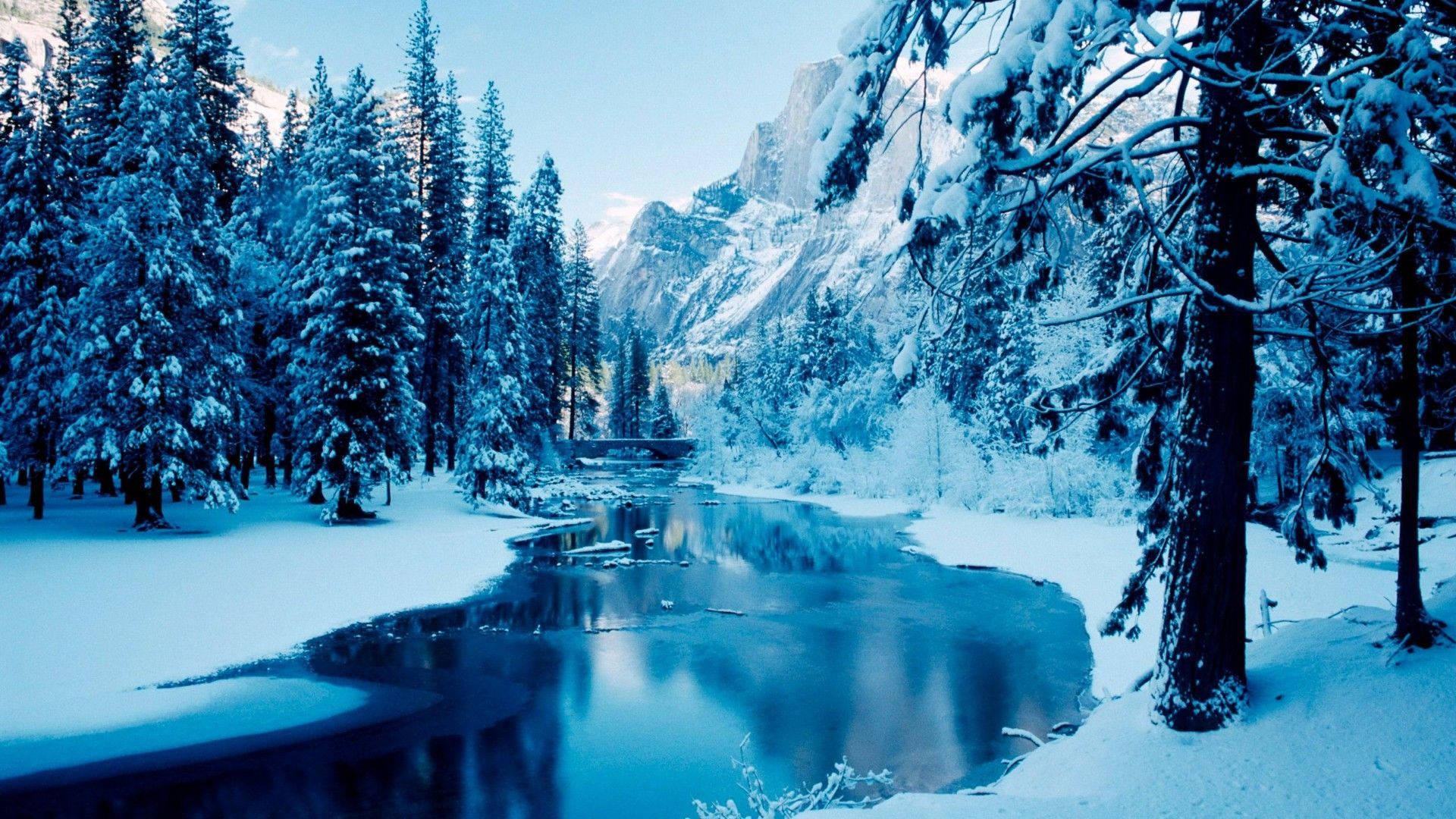 Download Frozen Pine Forest Wallpaper