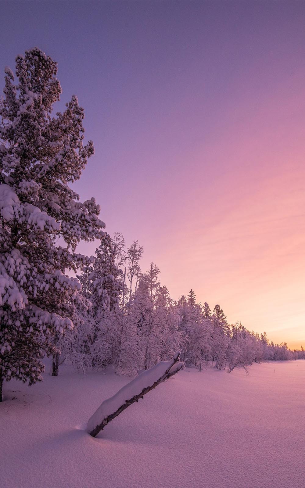 Sunrise in Frozen Forest Free HD Mobile Wallpaper
