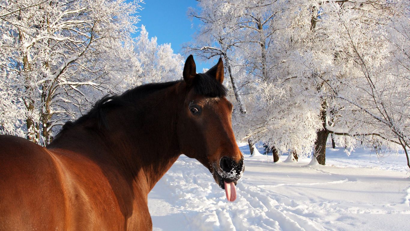 Download wallpaper 1366x768 horse, face, snow, tongue, winter, nature tablet, laptop HD background