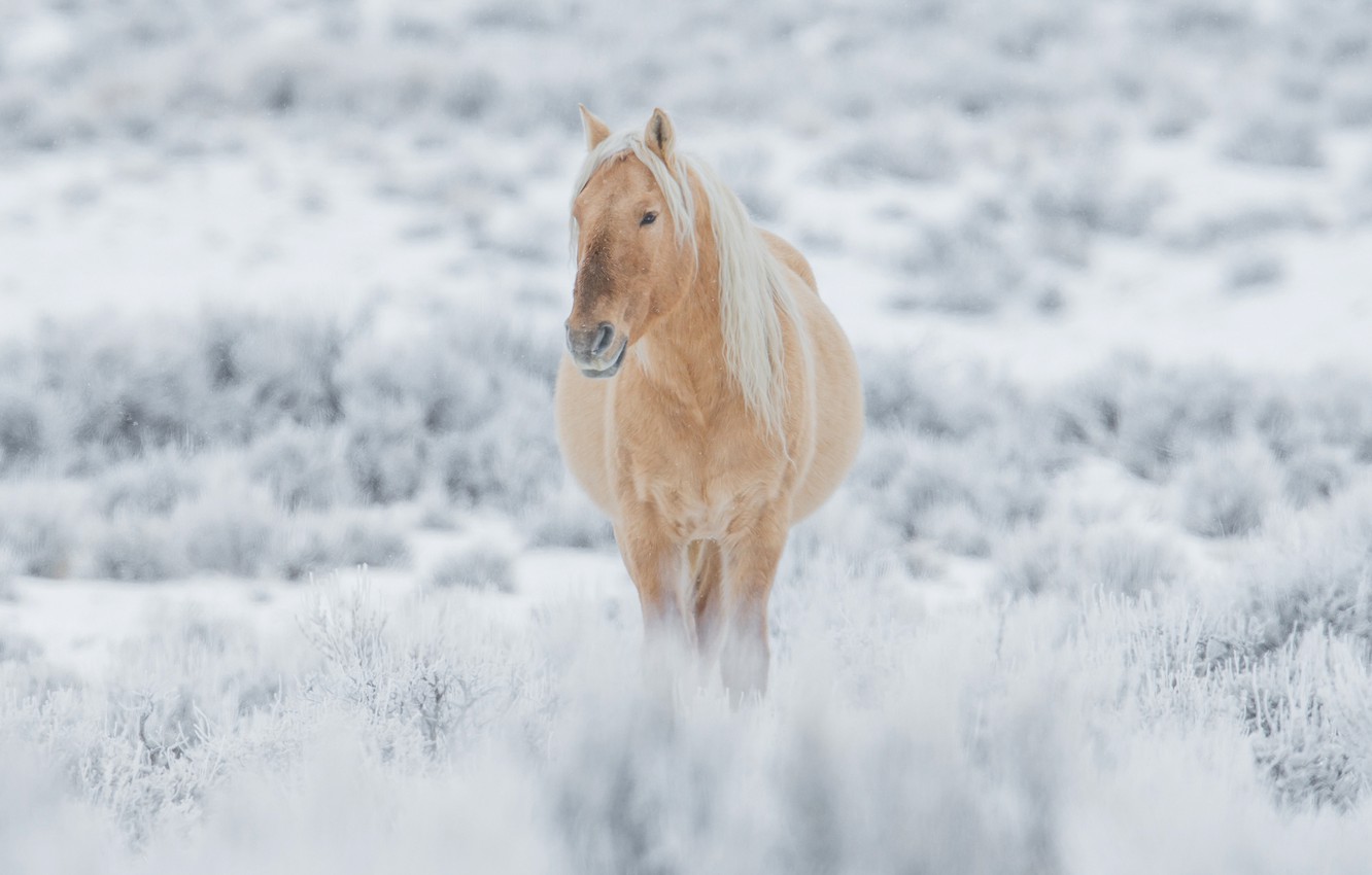 Wallpaper winter, snow, horse, horse image for desktop, section животные