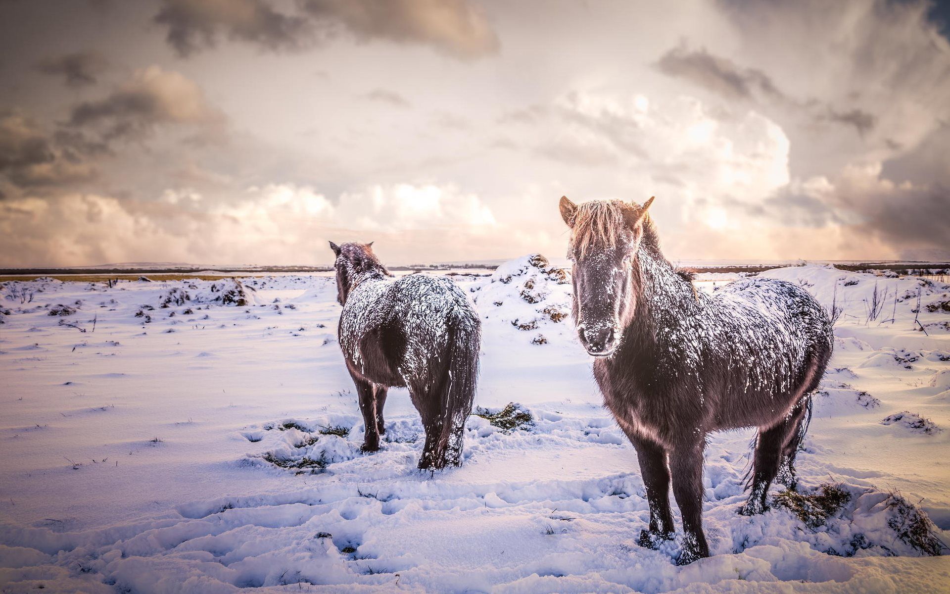 Iceland Horse Wallpaper