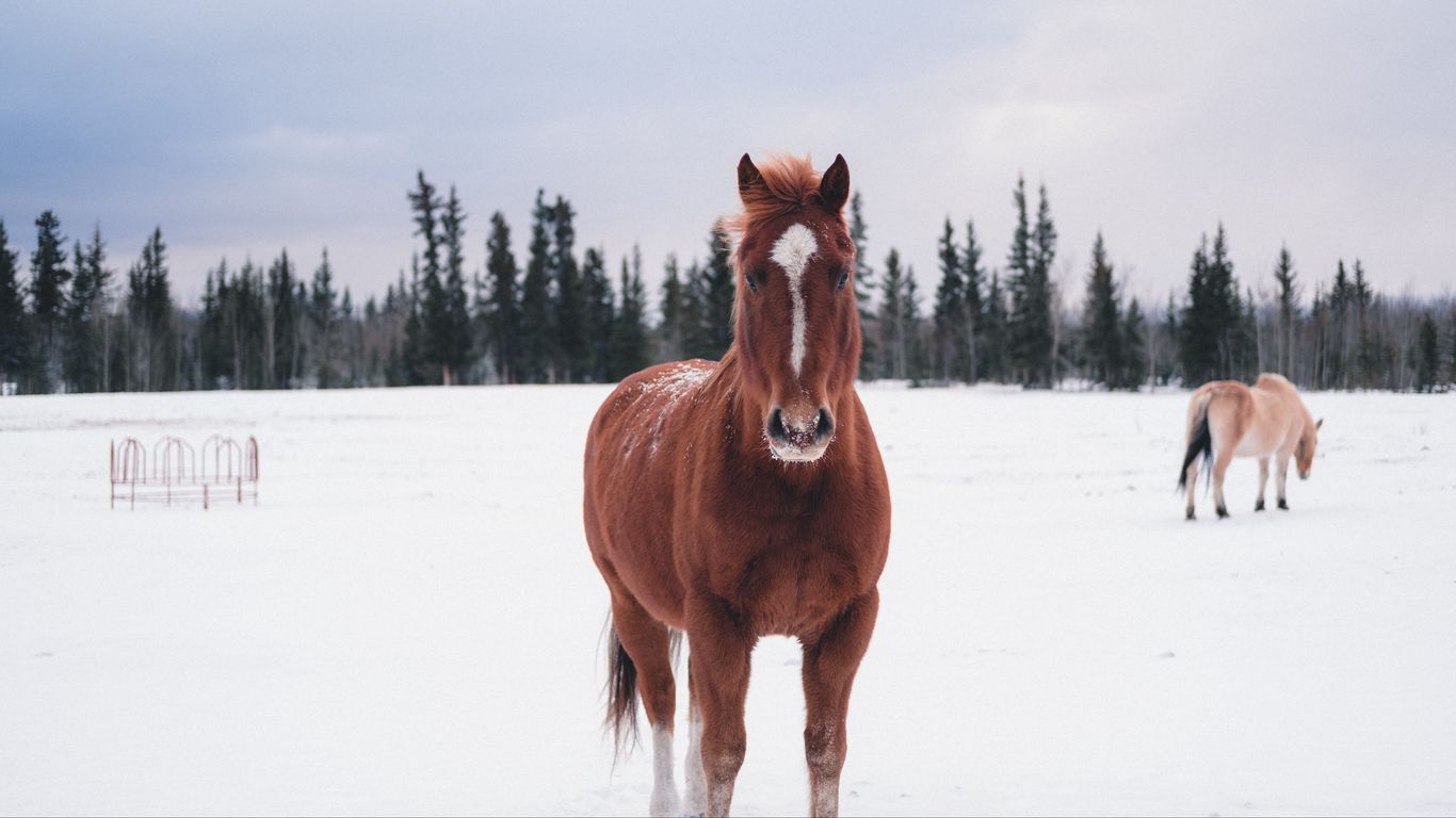 Download wallpaper 1366x768 horse, winter, snow, forest tablet, laptop HD background
