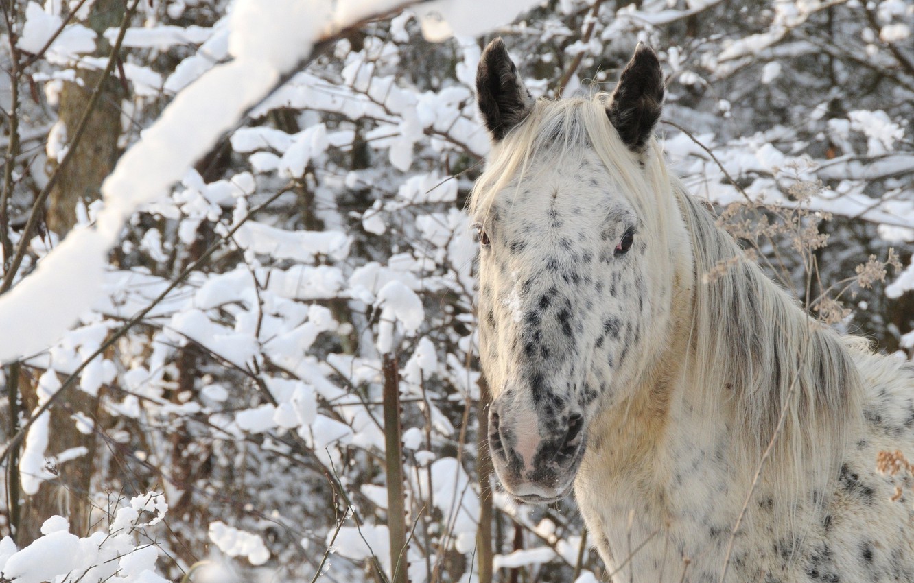 Wallpaper winter, forest, face, snow, horse, horse image for desktop, section животные