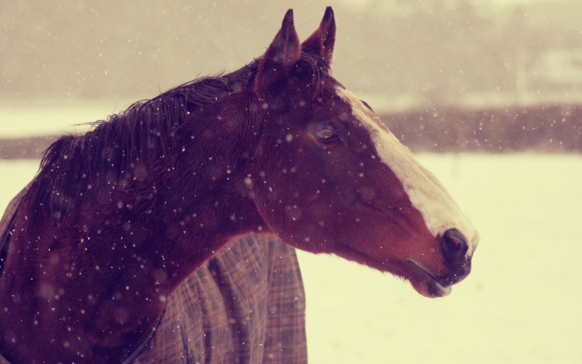 animals, Horses, Horse, Face, Snow, Winter Wallpaper HD / Desktop and Mobile Background