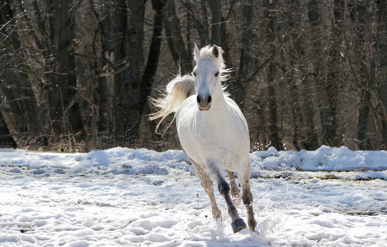 Wallpaper winter, forest, white, face, snow, trees, Park, background, mood, animal, horse, trunks, horse, white, walk, jump image for desktop, section животные