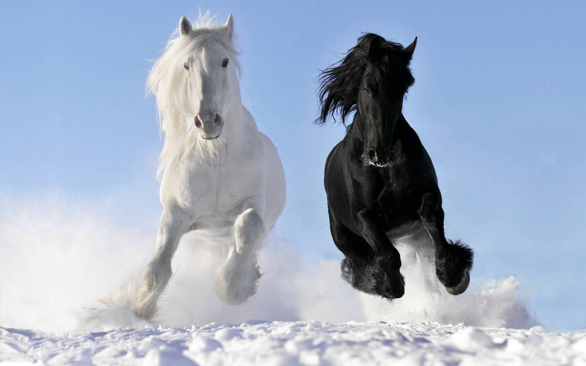 Download White Horse Vs Black Horse Wallpaper