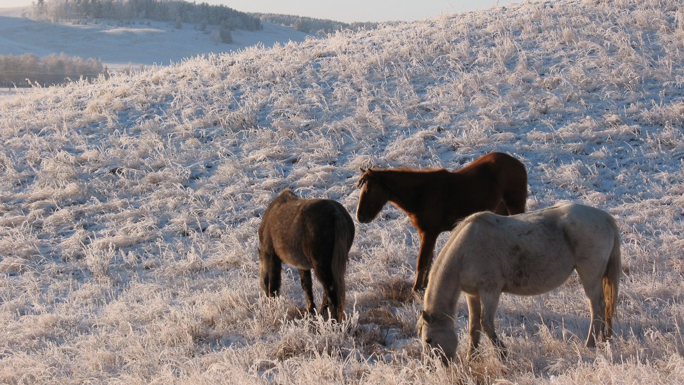 Download wallpaper 1366x768 herd, horse, mare, winter, pasture, frost tablet, laptop HD background