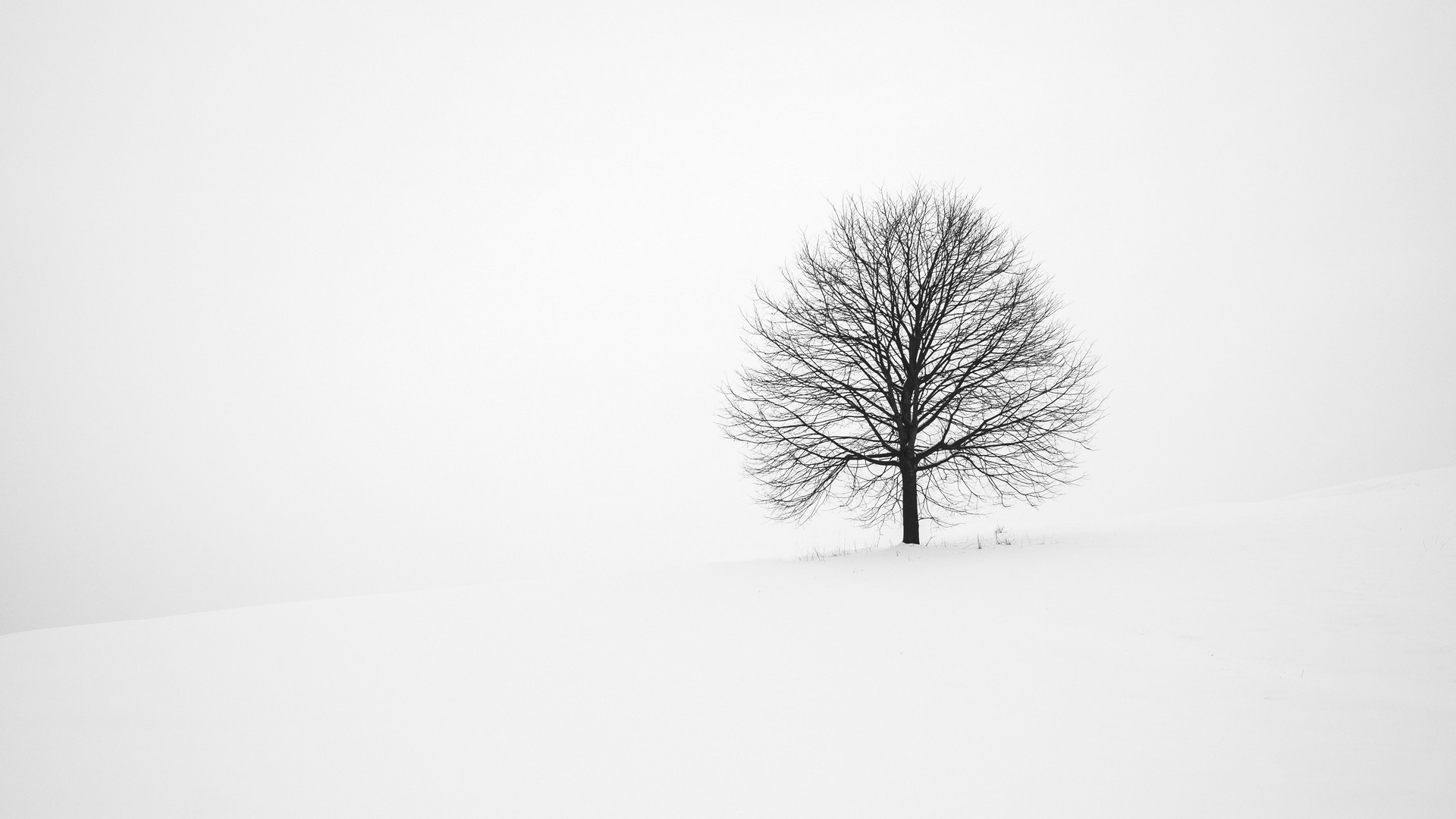 Tree Minimalist Wallpaper