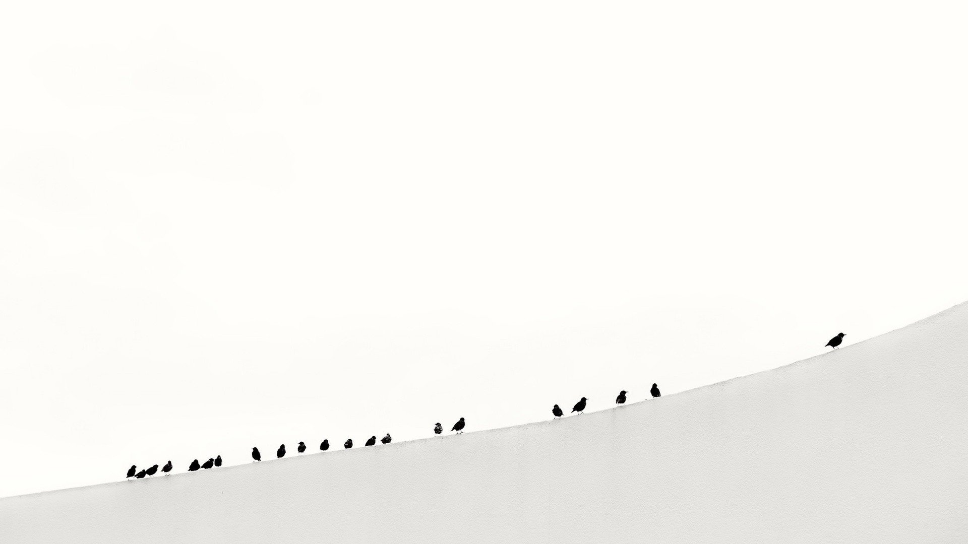 nature, Animals, Birds, Monochrome, Winter, Snow, Hill, Minimalism, Photography Wallpaper HD / Desktop and Mobile Background