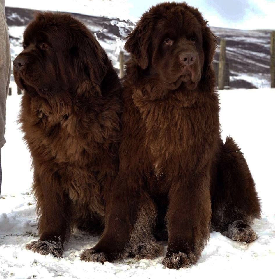 Wallpaper Photo. Newfoundland dog, Dogs, Newfoundland puppies