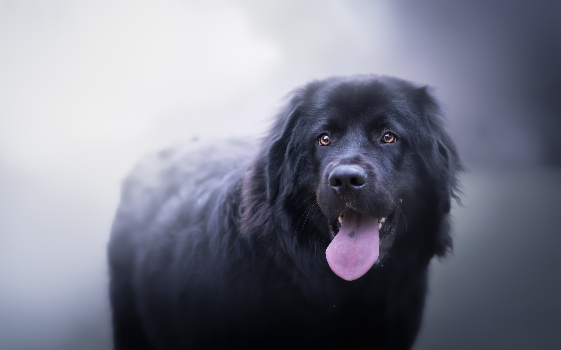 Download wallpaper Newfoundland dog, bokeh, pets, cute dog, black newfoundland, dogs, cute animals, Newfoundland for desktop with resolution 1920x1200. High Quality HD picture wallpaper