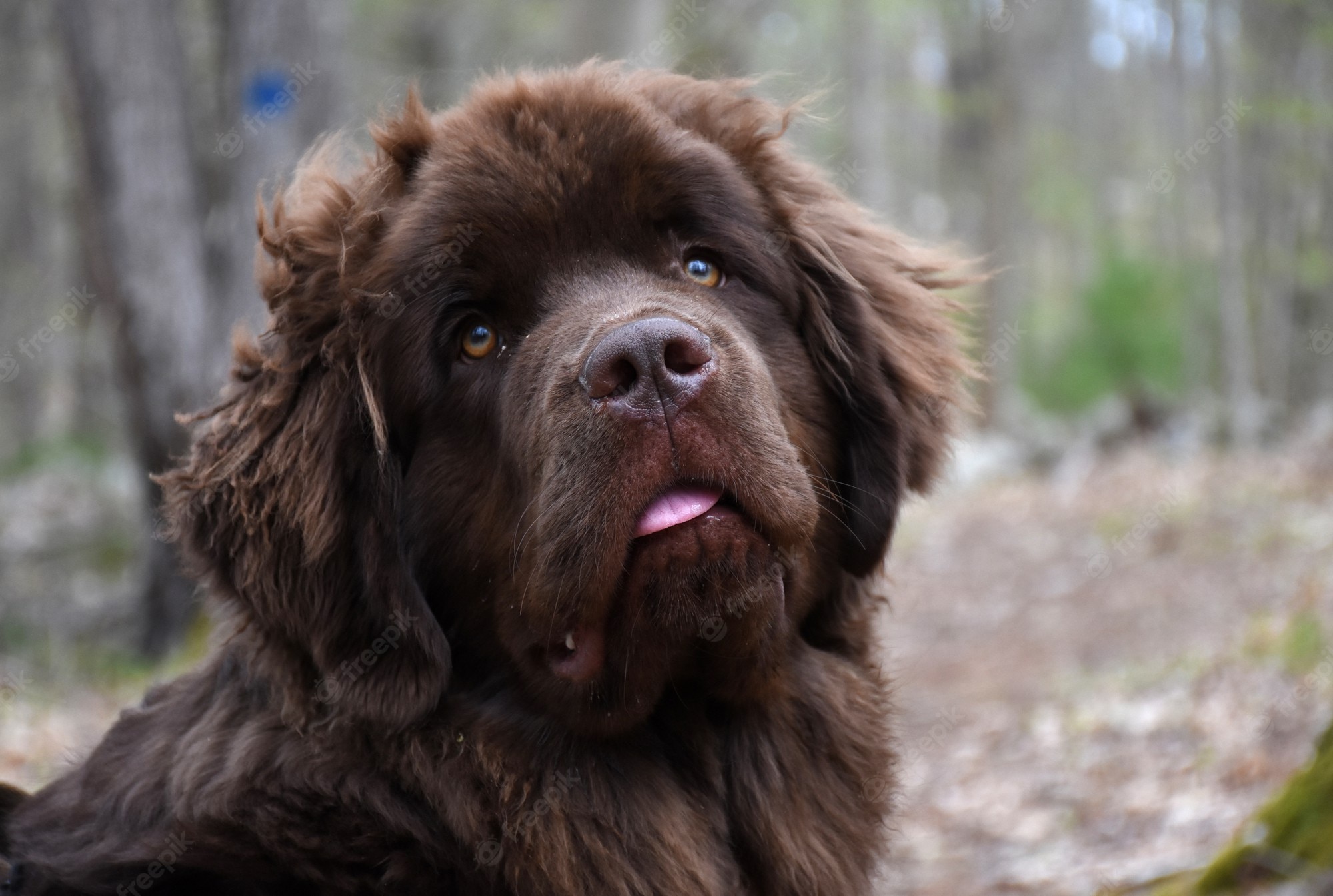 Newfoundland dog Image. Free Vectors, & PSD