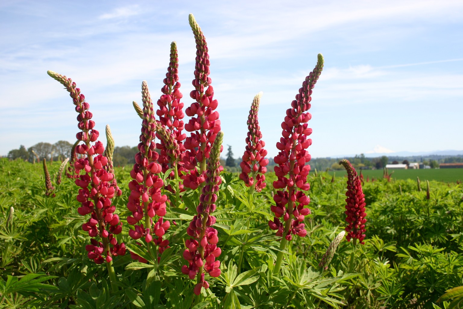 Lupines [ 1536 x 1024]