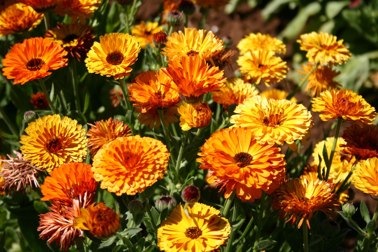 Calendulas [1536 x 1024]