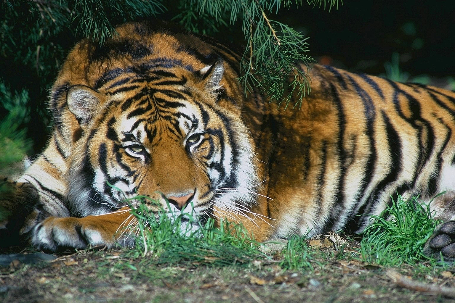 Download wallpaper 1536x1024 tiger, lying, branches, trees, rest HD background