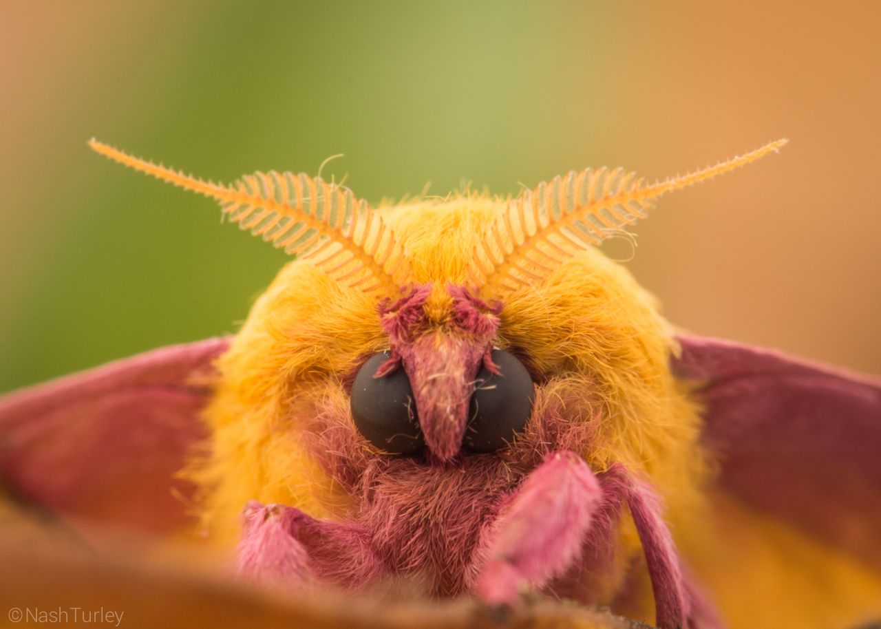 Dryocampa rubicunda wallpaper con Google. Rosy maple moth, Cute moth, Cute little animals