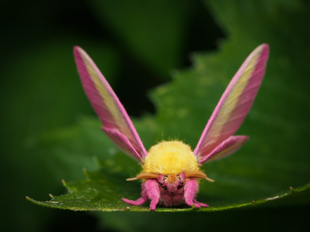 Rosy Maple Moth. Alberto López