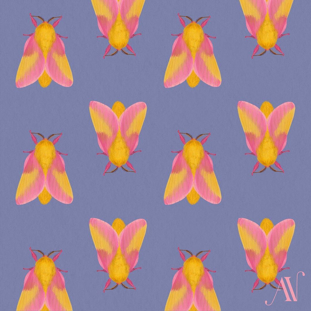 Rosy maple moth pattern. Rosy maple moth, Moth art, Illustration artists