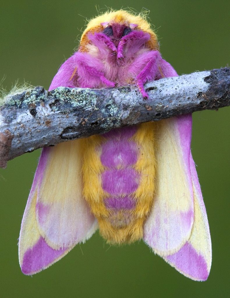 Rosy Maple Moth Facts, Habitat, Diet, Life Cycle, Baby, Picture