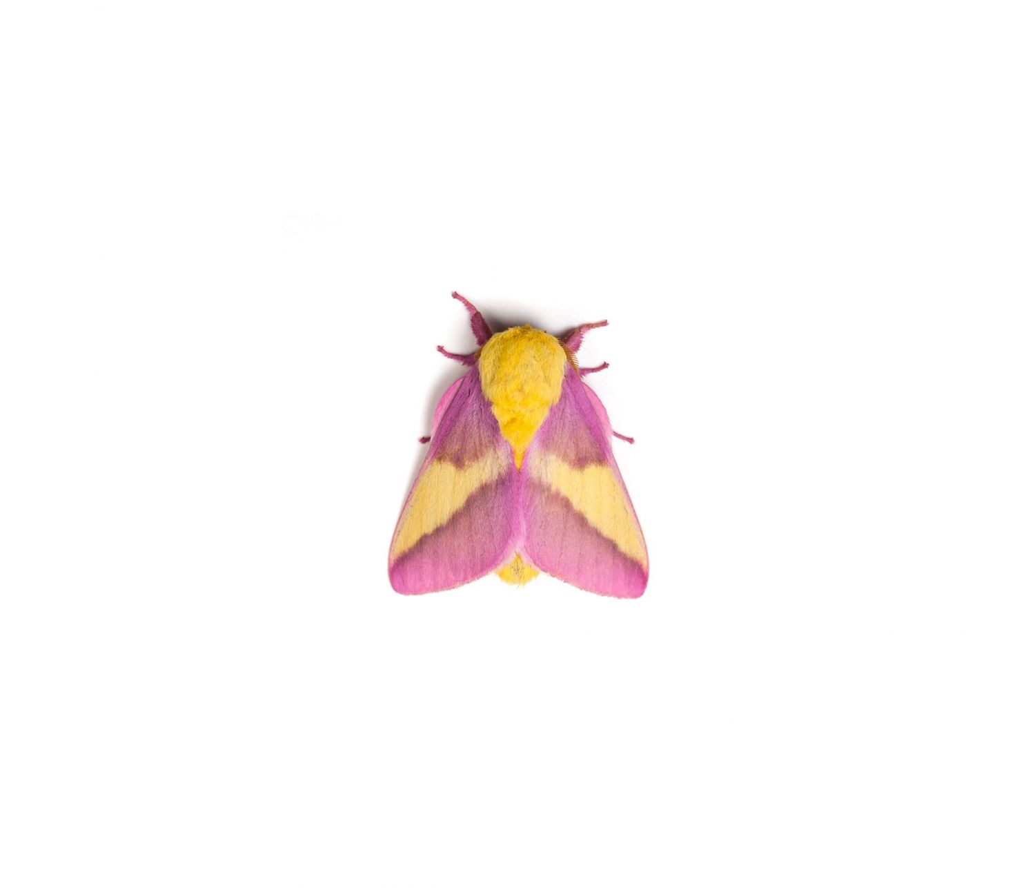 The Pink And Yellow Rosy Maple Moth Is An Eye Catching Garden Visitor