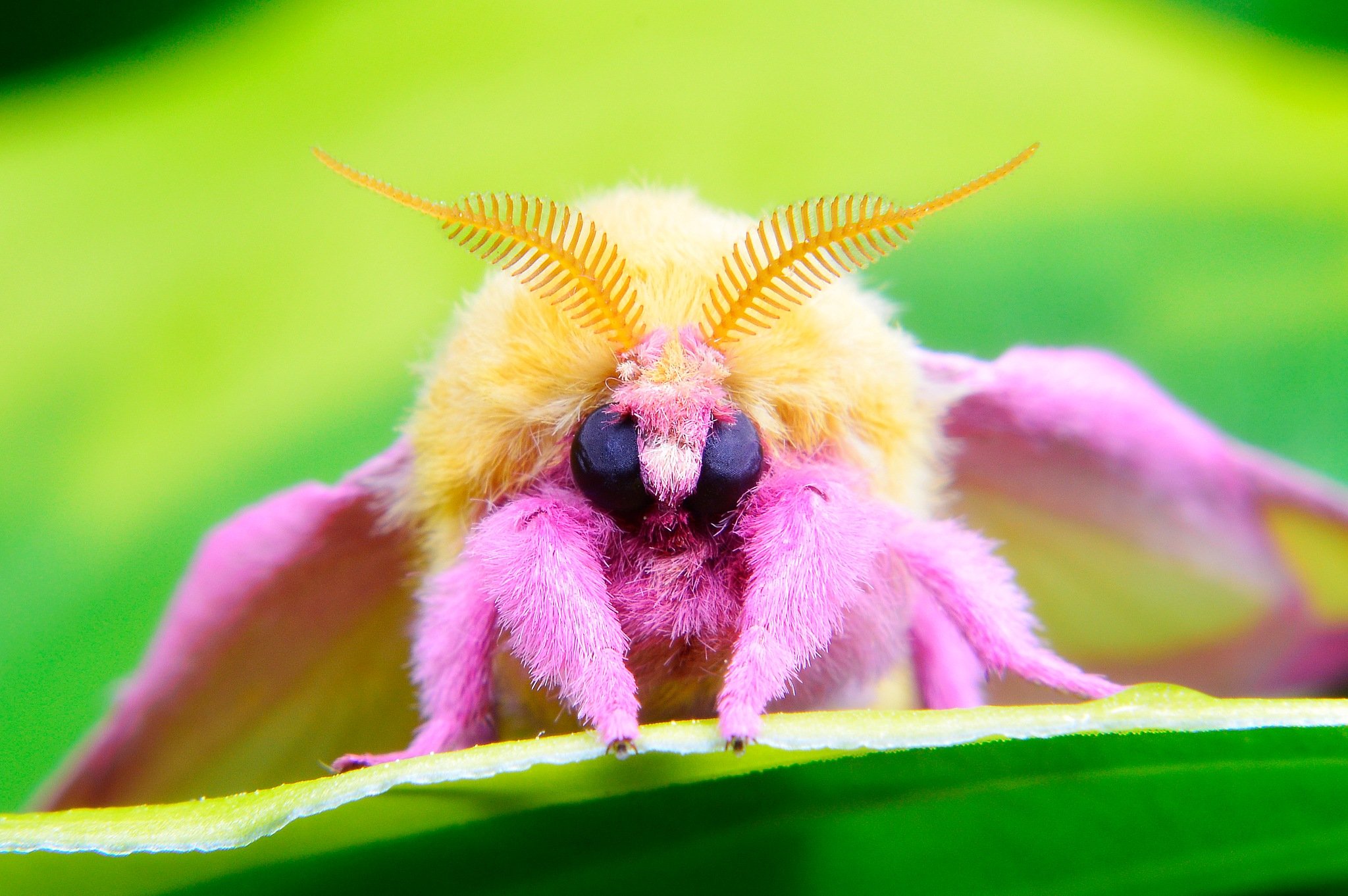 The Rosy Maple Moth by WGammon on YouPic