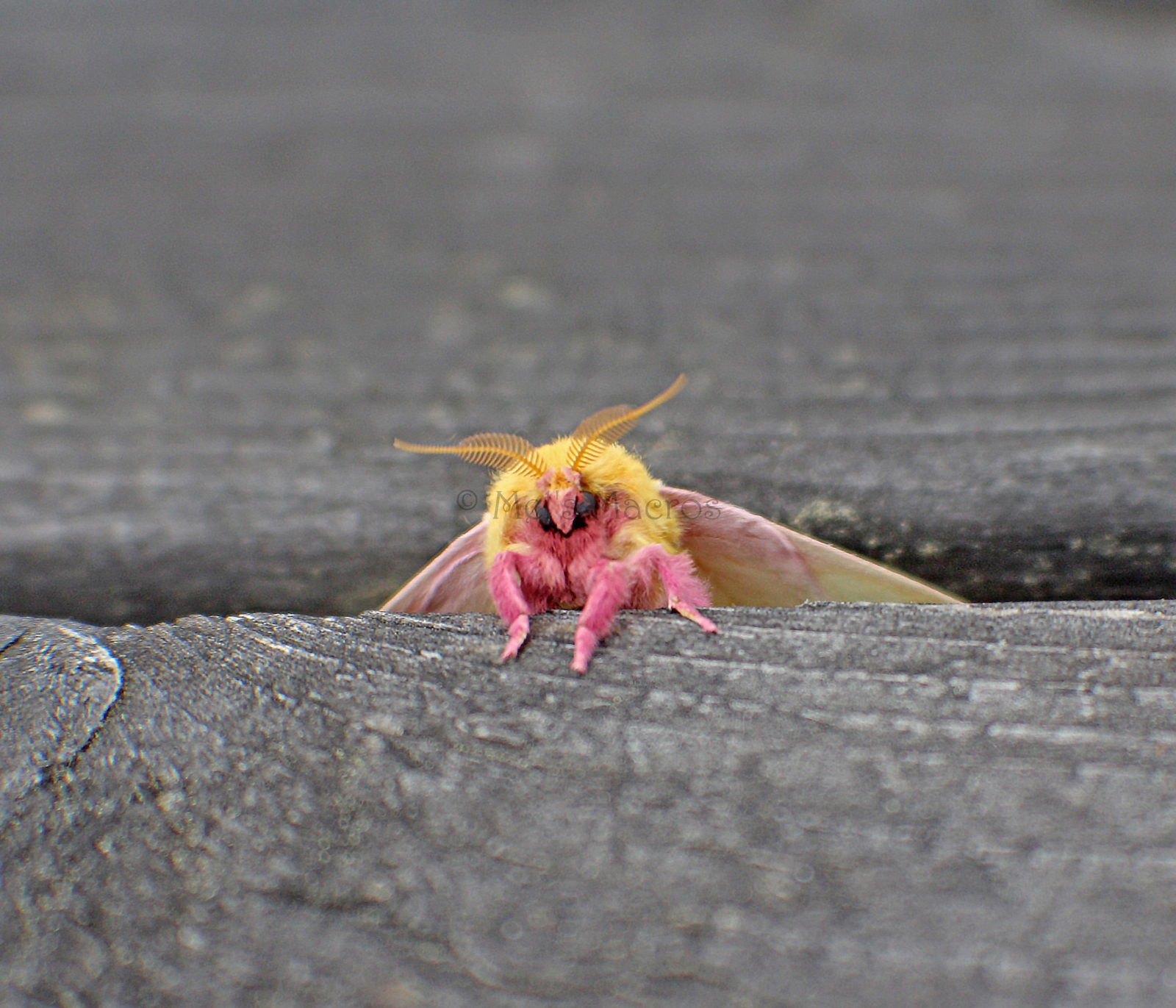Rosy Maple Moth's Macros