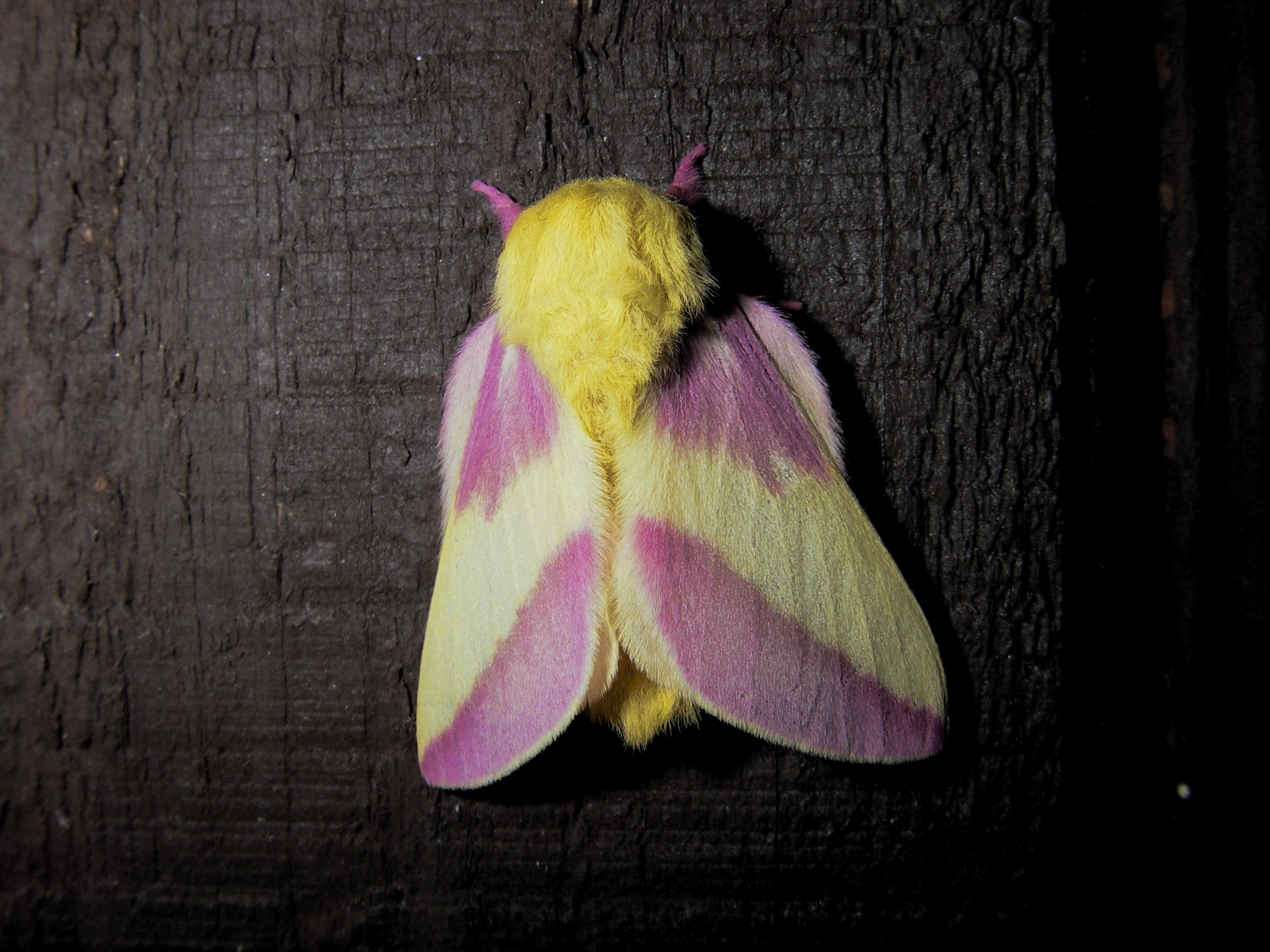 Rosy Maple Moth HD Wallpaper, Achtergronden