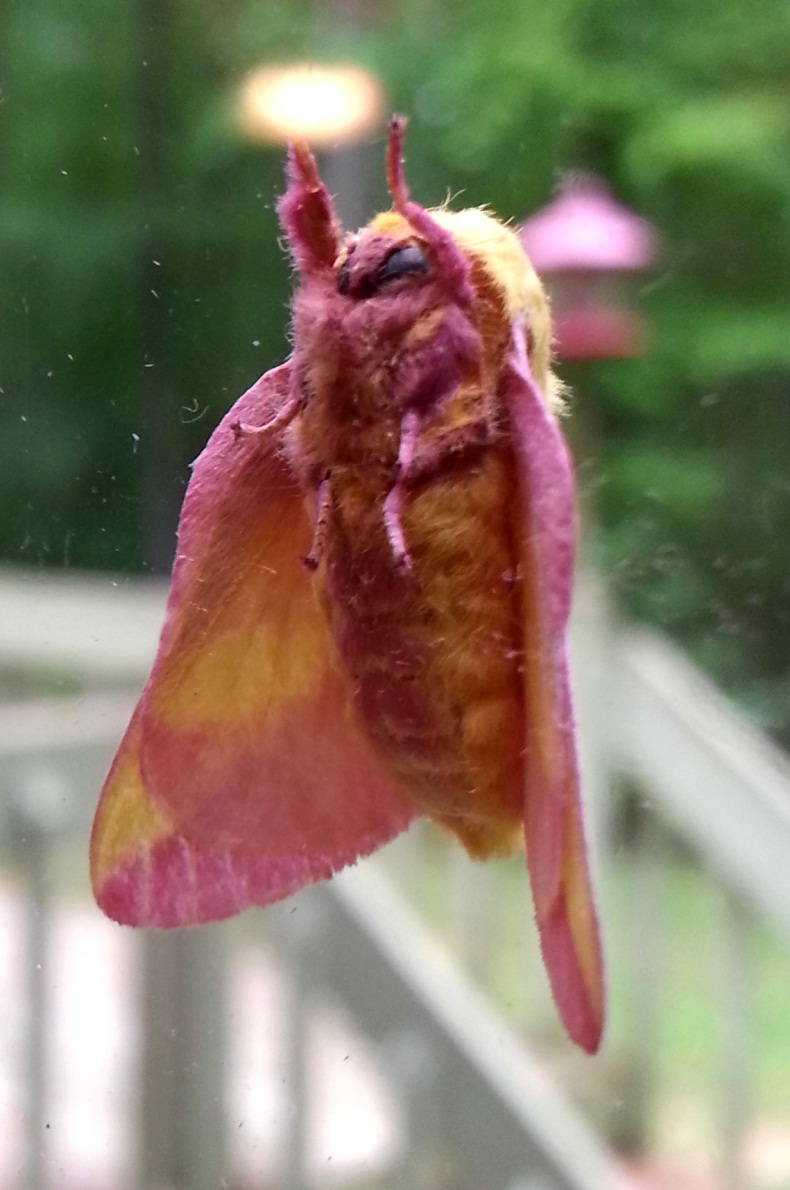 Rosy Maple Moth Facts, Habitat, Diet, Life Cycle, Baby, Picture