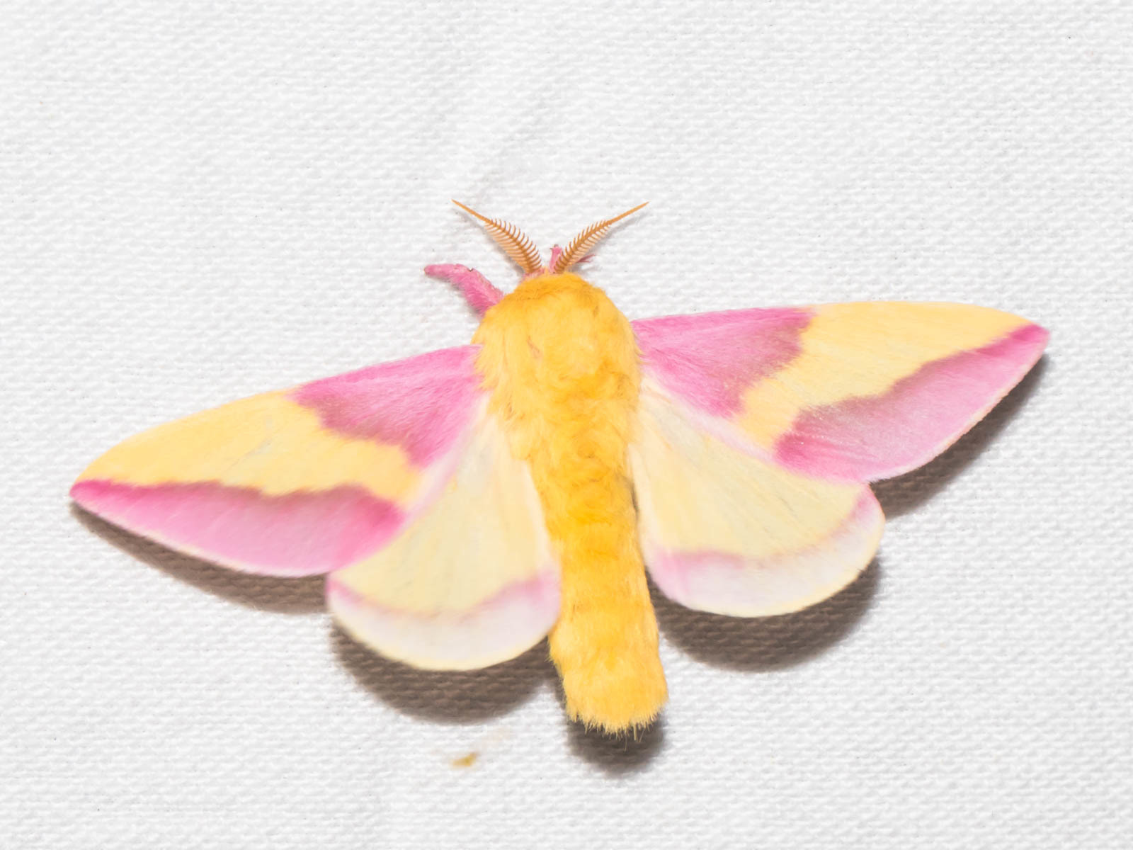 Maryland Biodiversity Project Maple Moth (Dryocampa rubicunda)