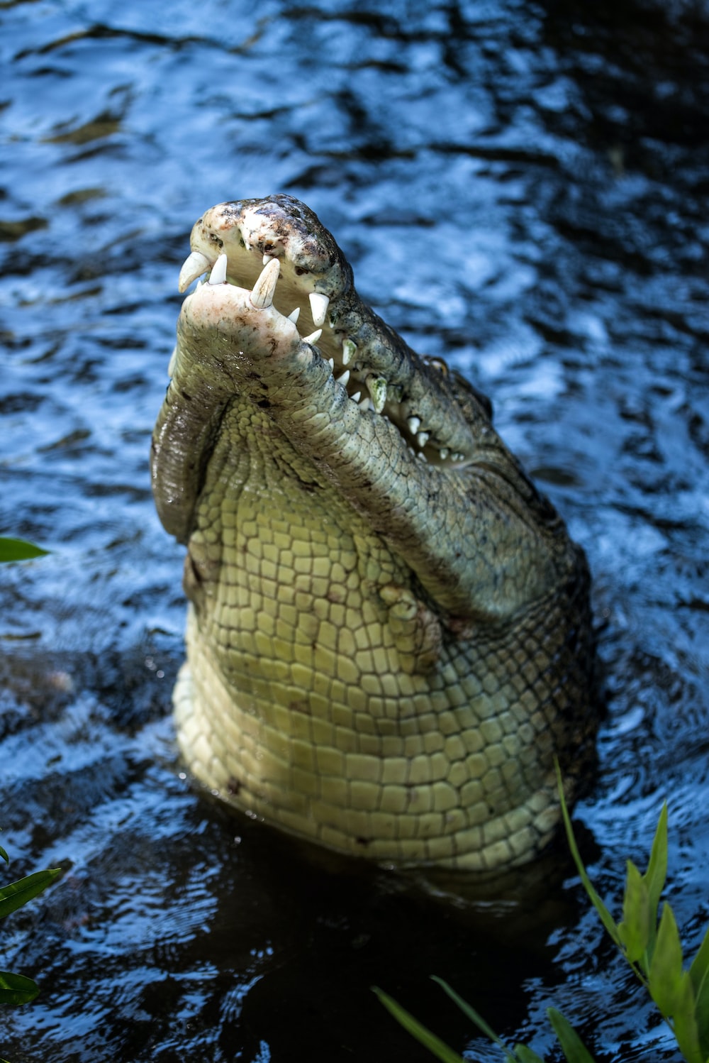 Saltwater Crocodile Picture. Download Free Image
