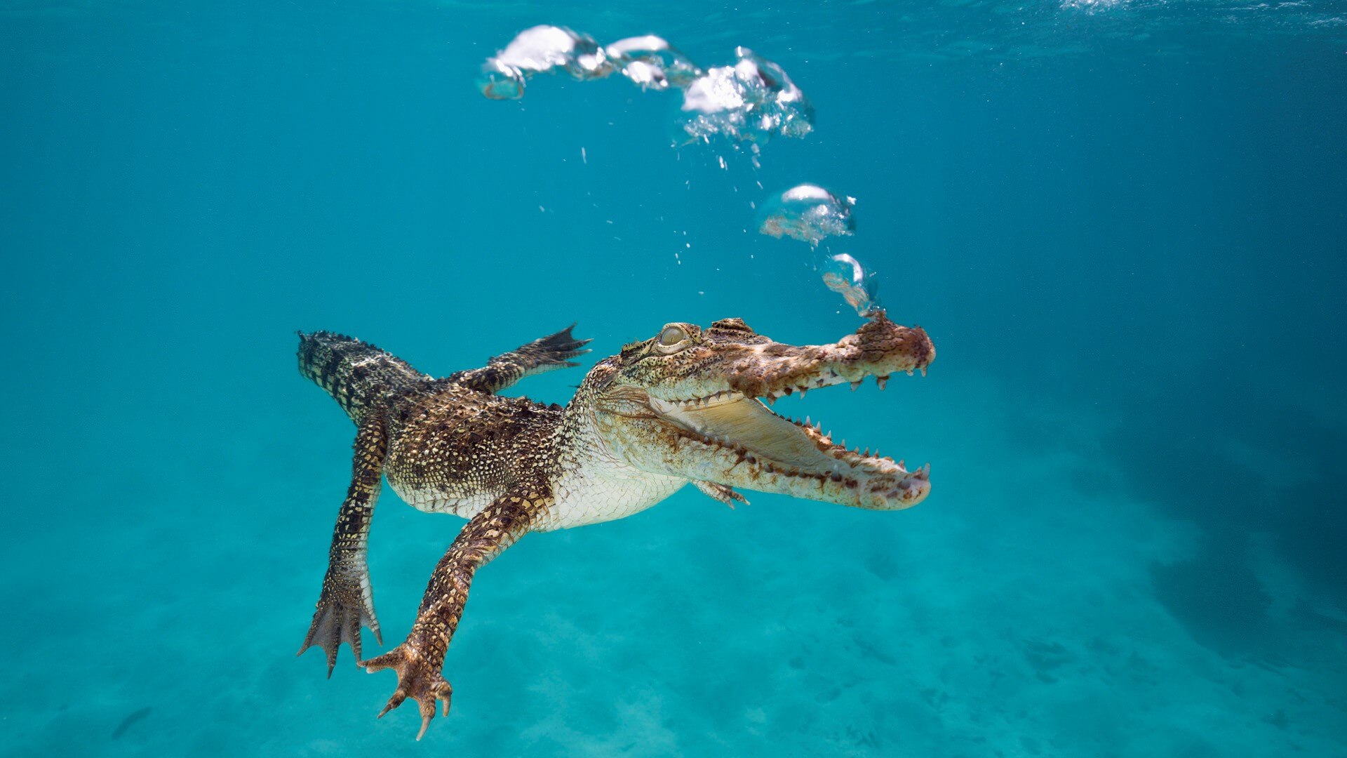 Saltwater Crocodile Queensland Australia Wallpaper