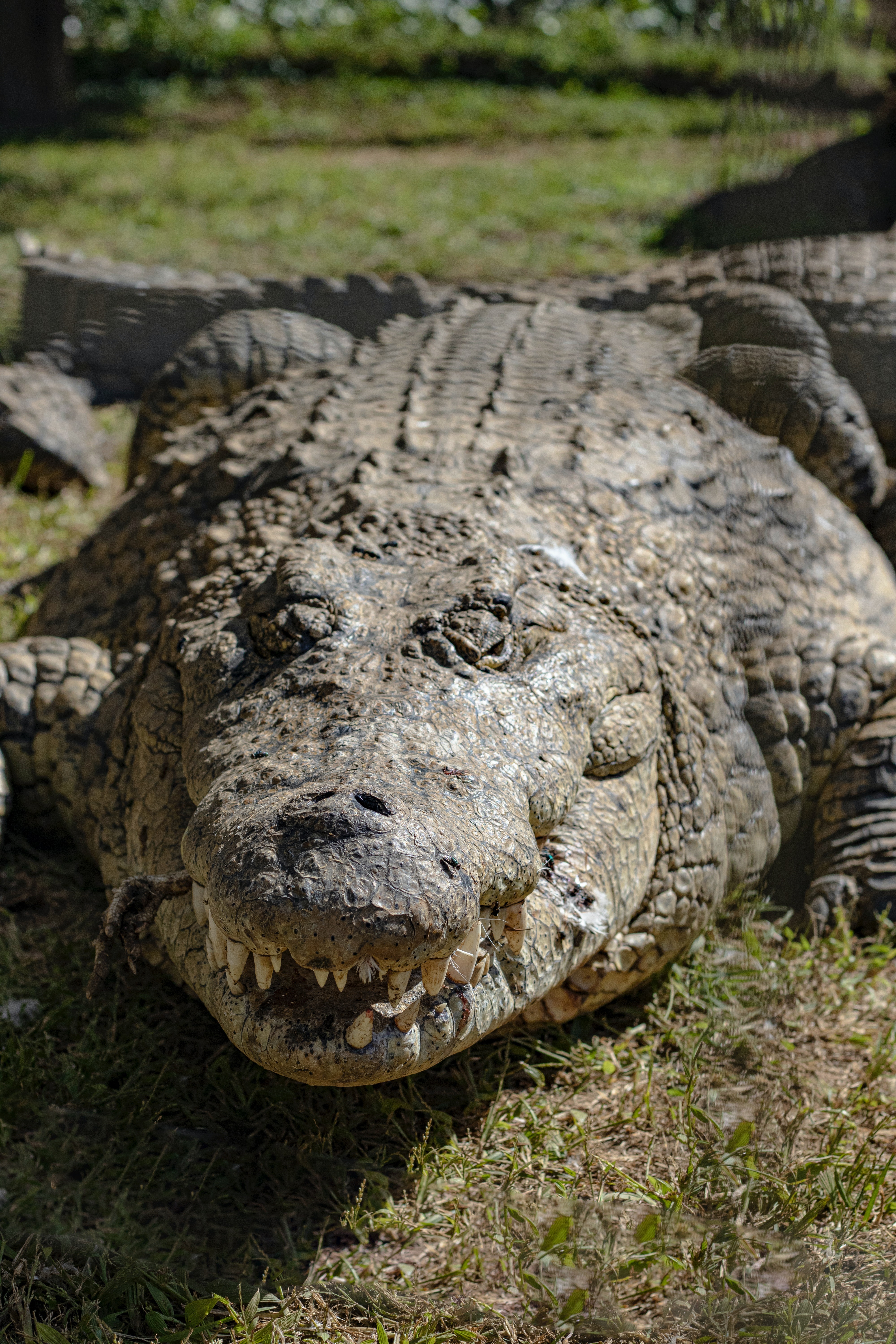 Saltwater Crocodile Photo, Download Free Saltwater Crocodile & HD Image