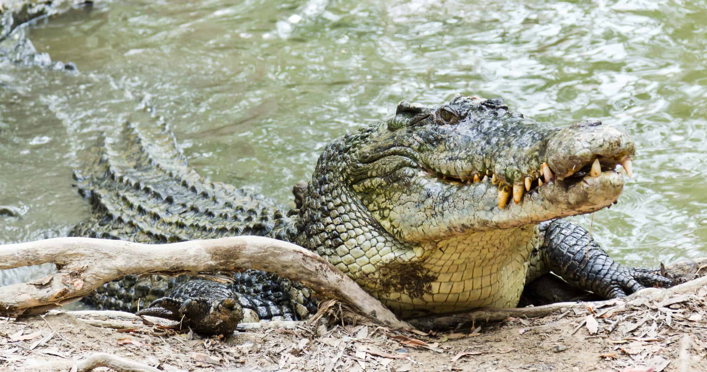 See 'Dominator' Largest Crocodile In The World, And As Big As A Rhino
