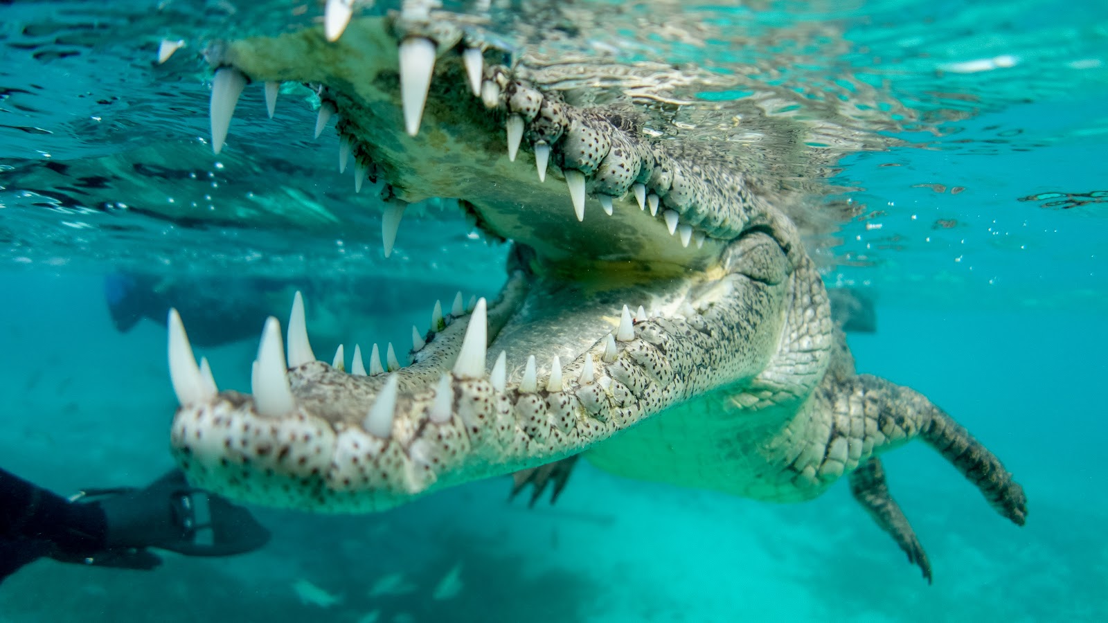 Cuba not diving with crocodiles?'s Travel Venues