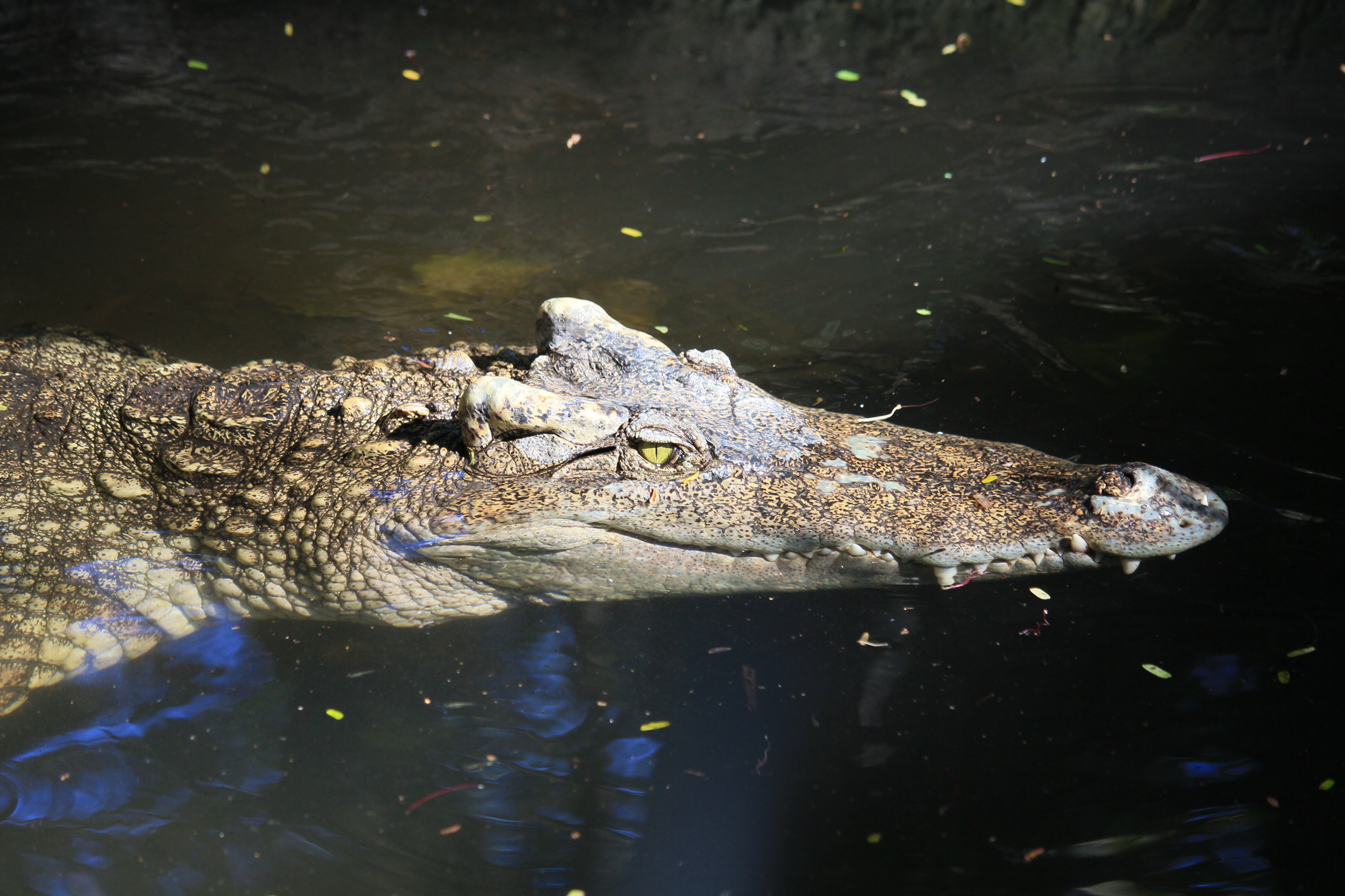 Saltwater Crocodile Photo, Download Free Saltwater Crocodile & HD Image
