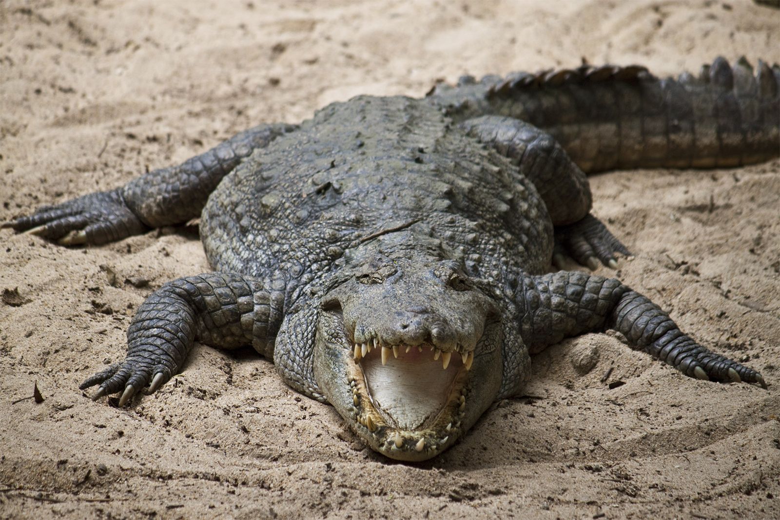 Crocodilian Species That Are Dangerous to Humans