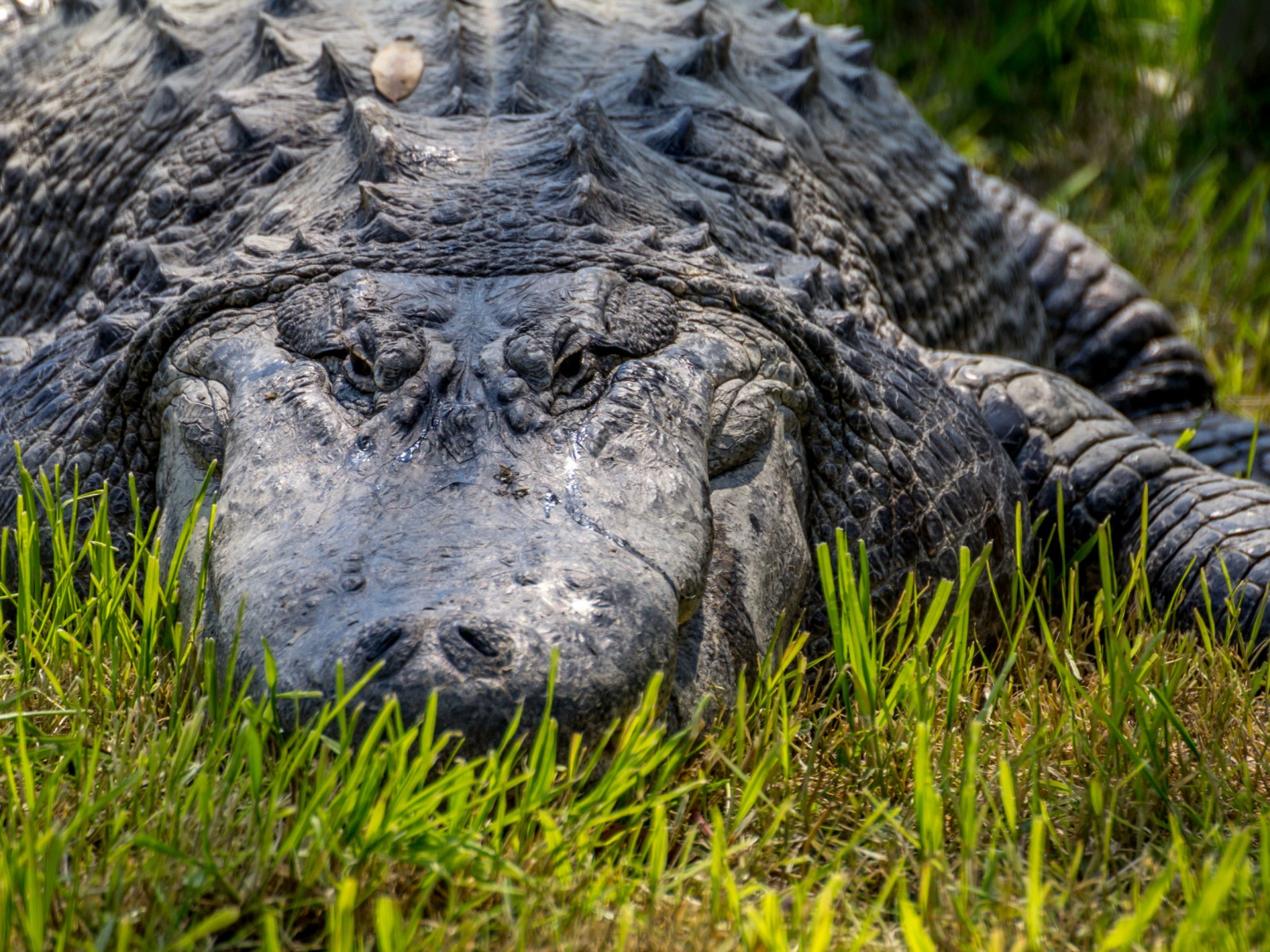 Man's Body Cut from 'Bulging' Stomach of 13ft Crocodile Days after Attack