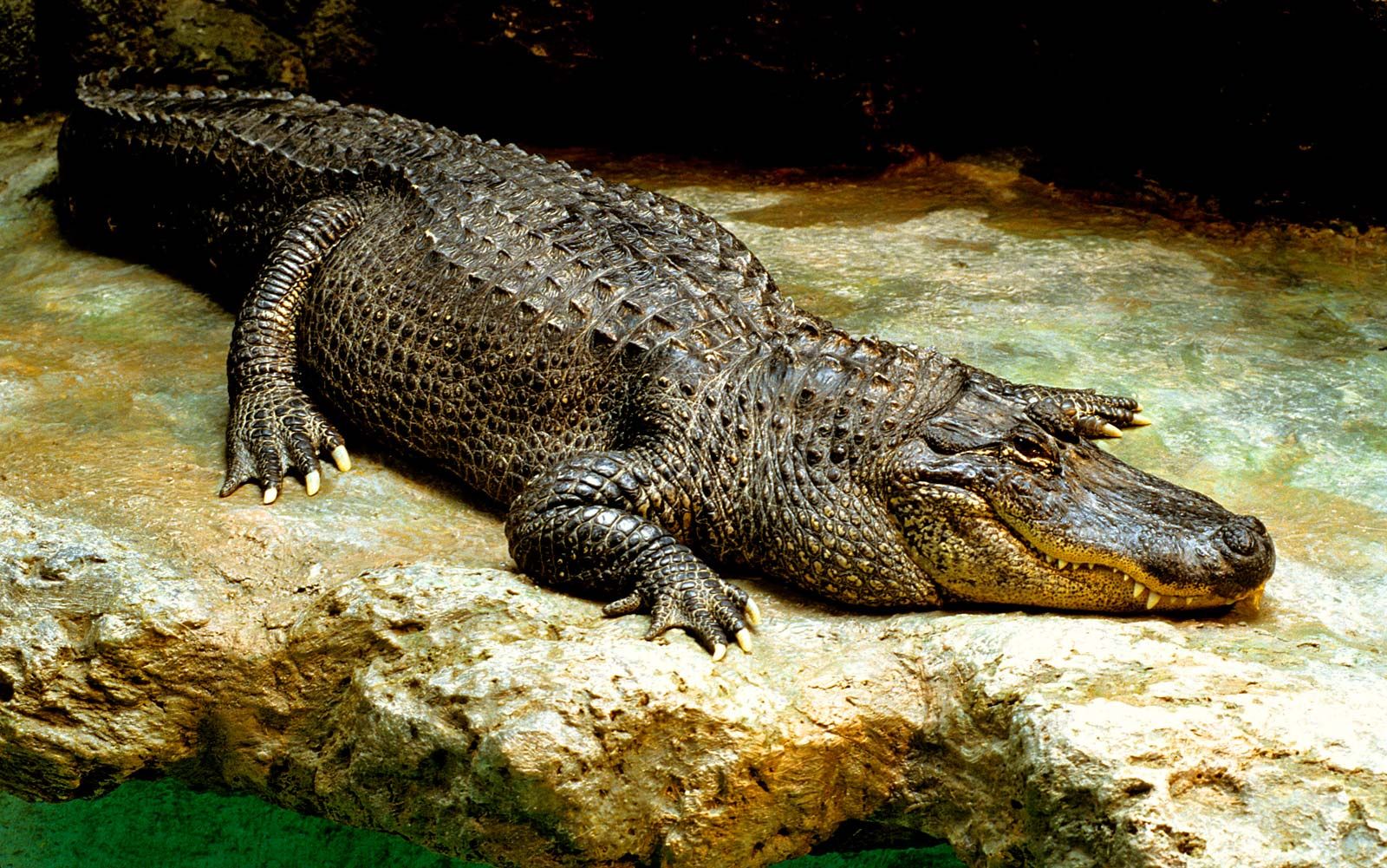 Crocodilian Species That Are Dangerous to Humans
