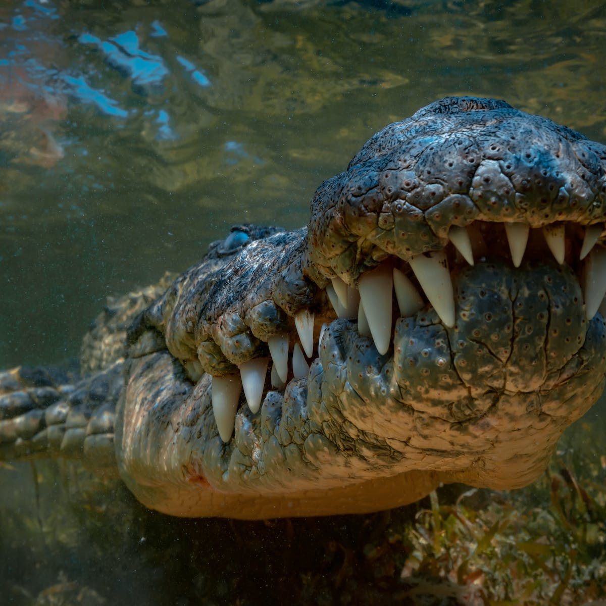 Climate change created today's large crocodiles
