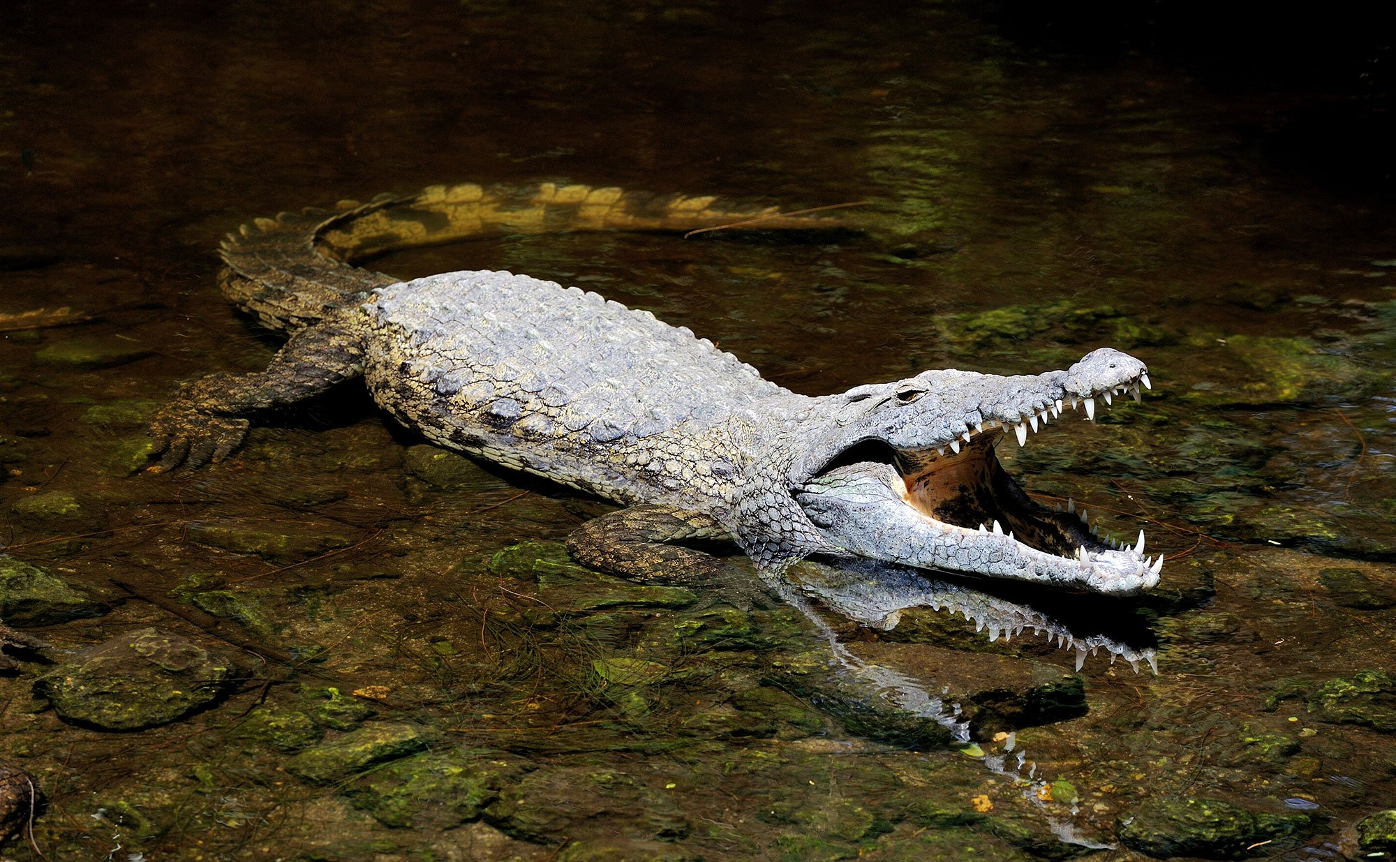 Saltwater Crocodile Wallpapers - Wallpaper Cave