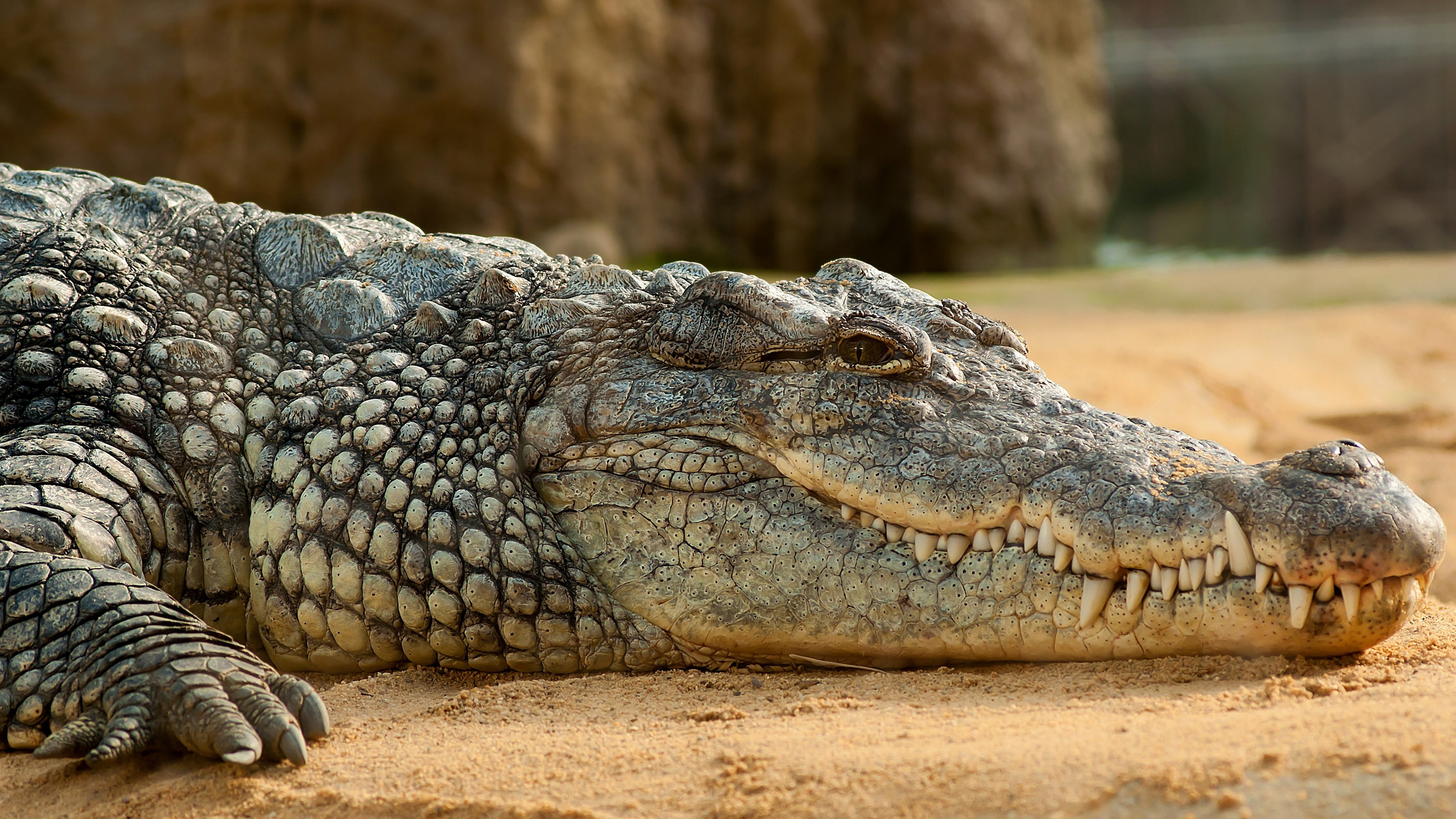 Download wallpaper: Nile crocodile 3840x2160