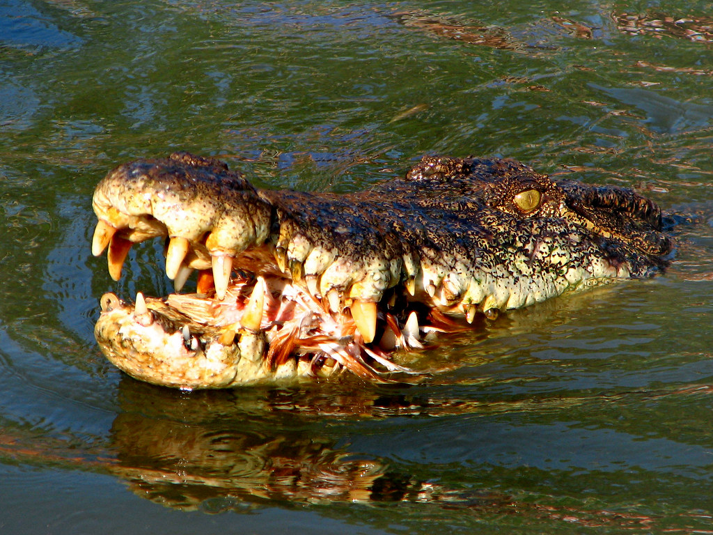 captive saltwater crocodile, WA 3. captive saltwat