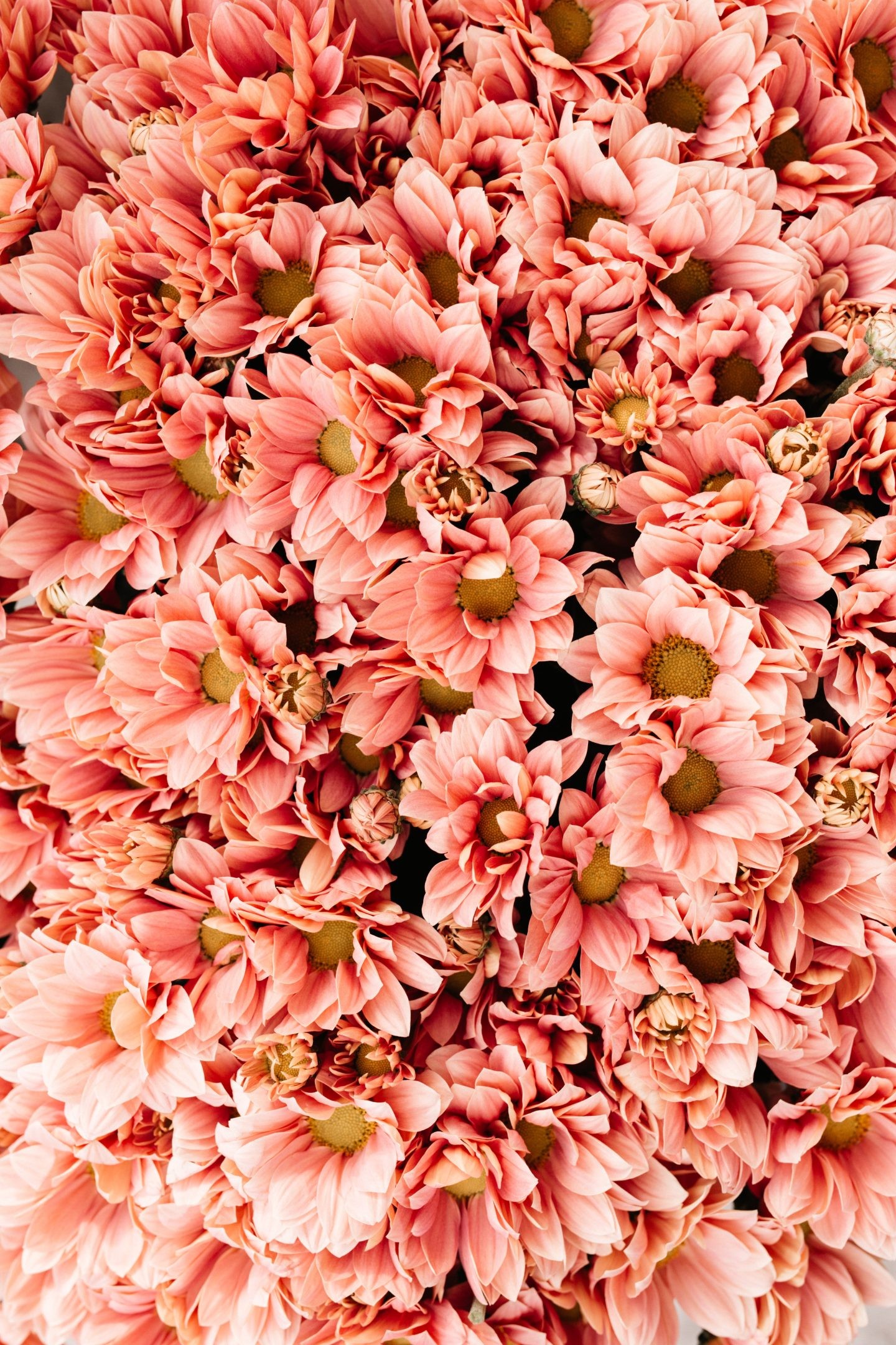 Beautiful Flower Wallpaper For iPhone (Free Download!)