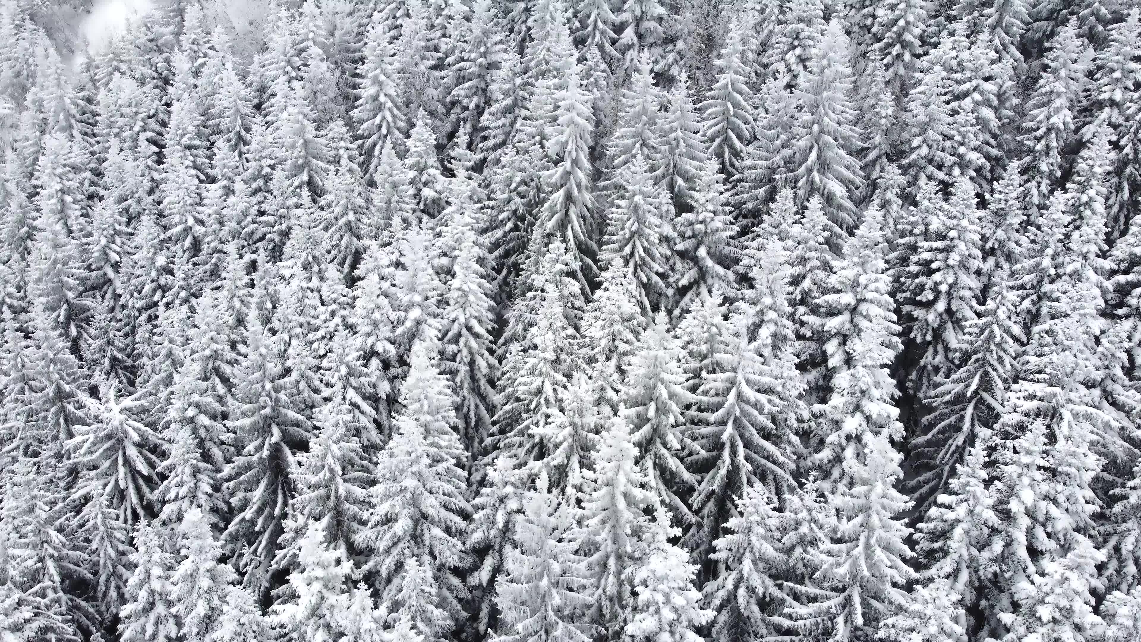 Aerial drone view of beautiful winter scenery with pine trees covered with snow. Snow falling. Cinematic shot. Winter traveling. Background and textures