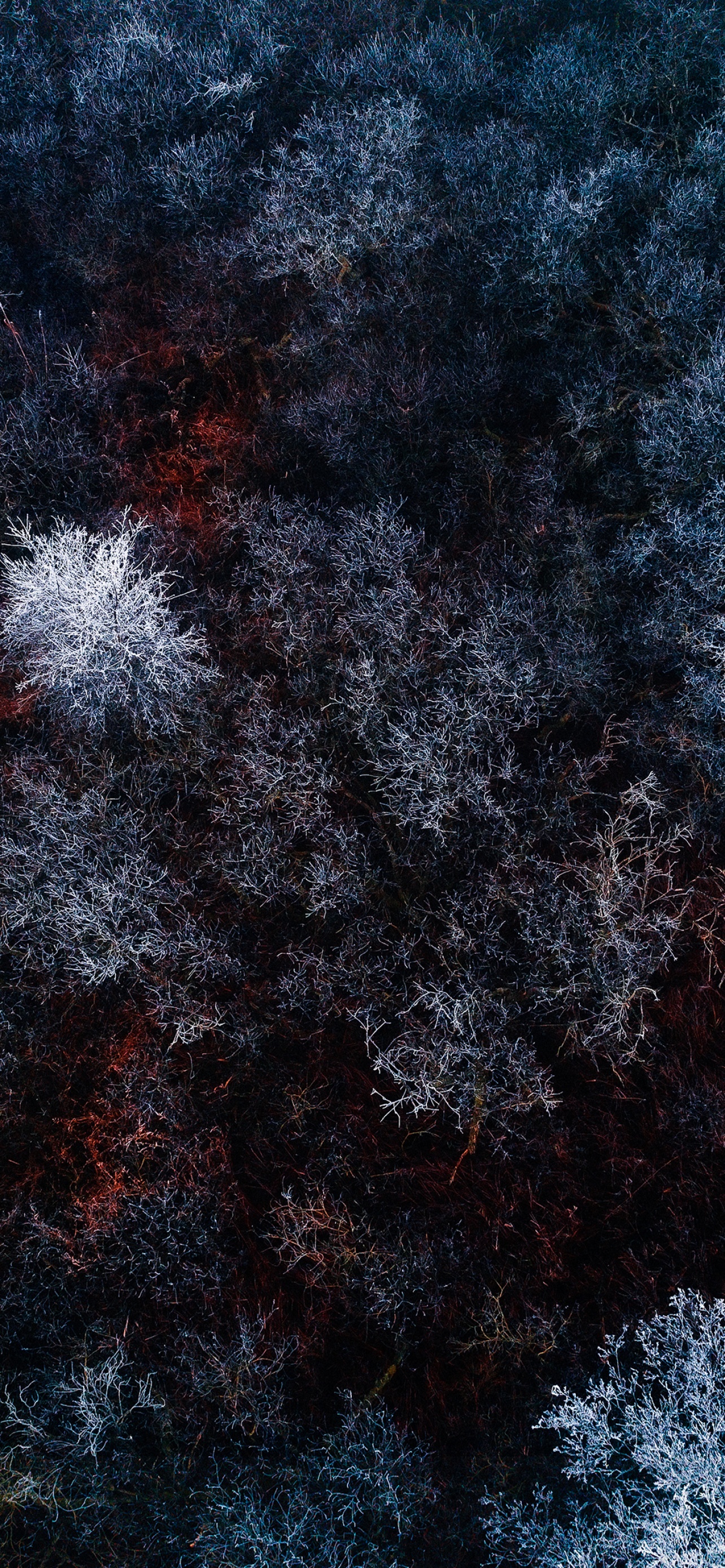 Winter forest Wallpaper 4K, Snow covered, Nature