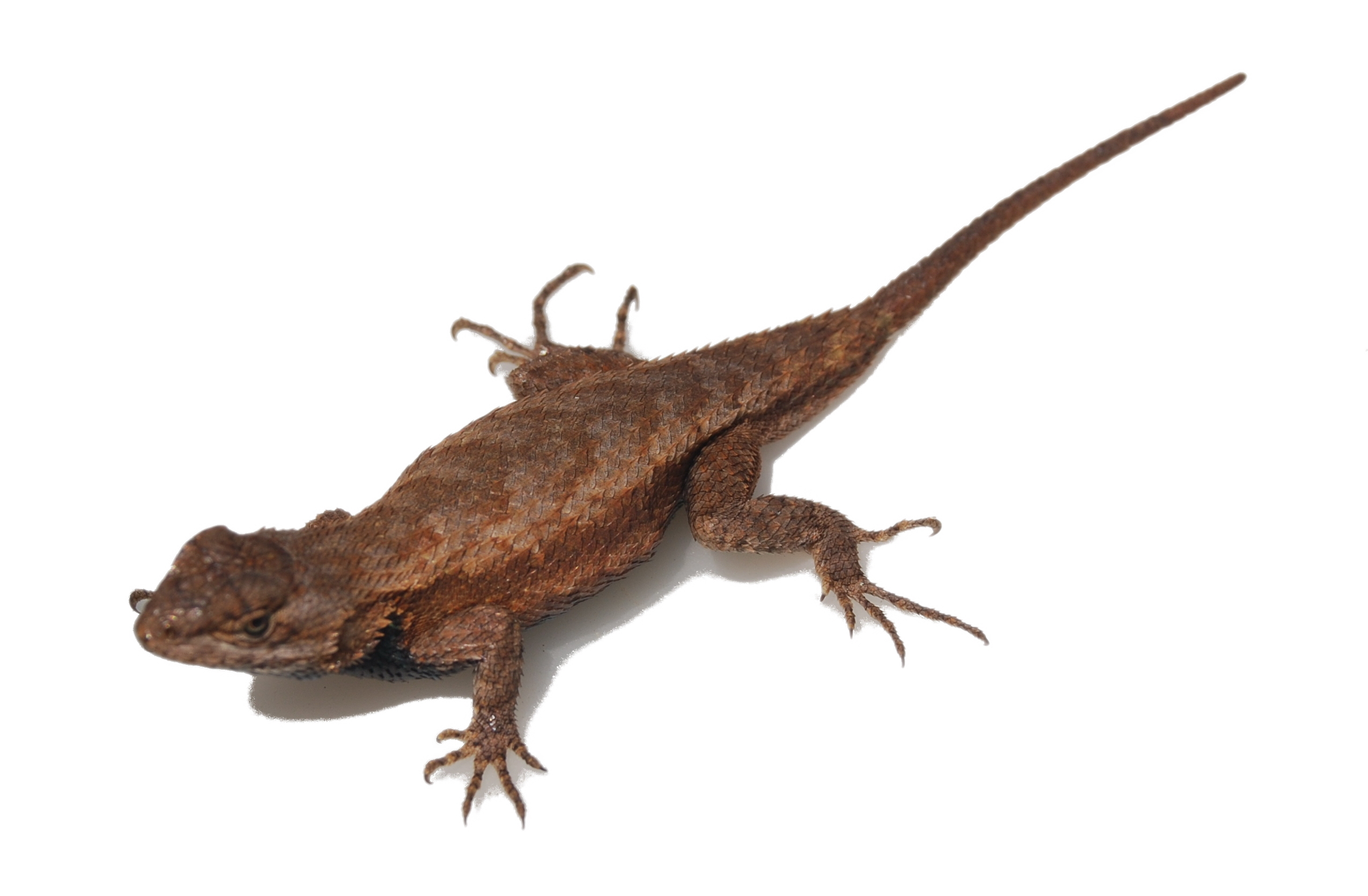 Eastern Fence Lizard HD Wallpaper and Background